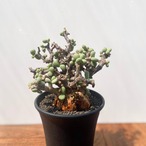 Ceraria pygmaea【ケラリア・ピグマエア】