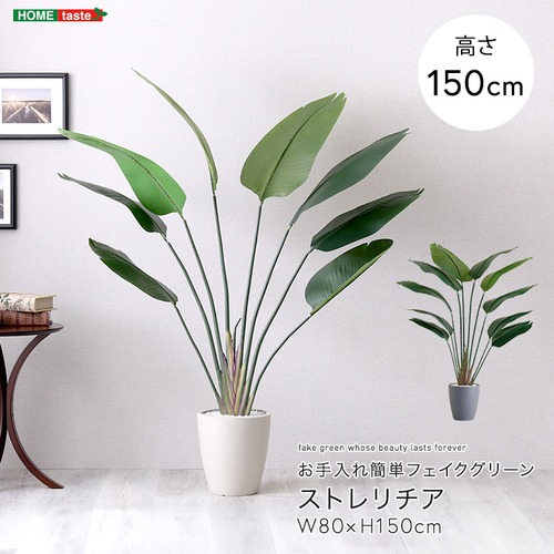 お手入れ簡単フェイクグリーン ストレリチア Mサイズ(150cm)
