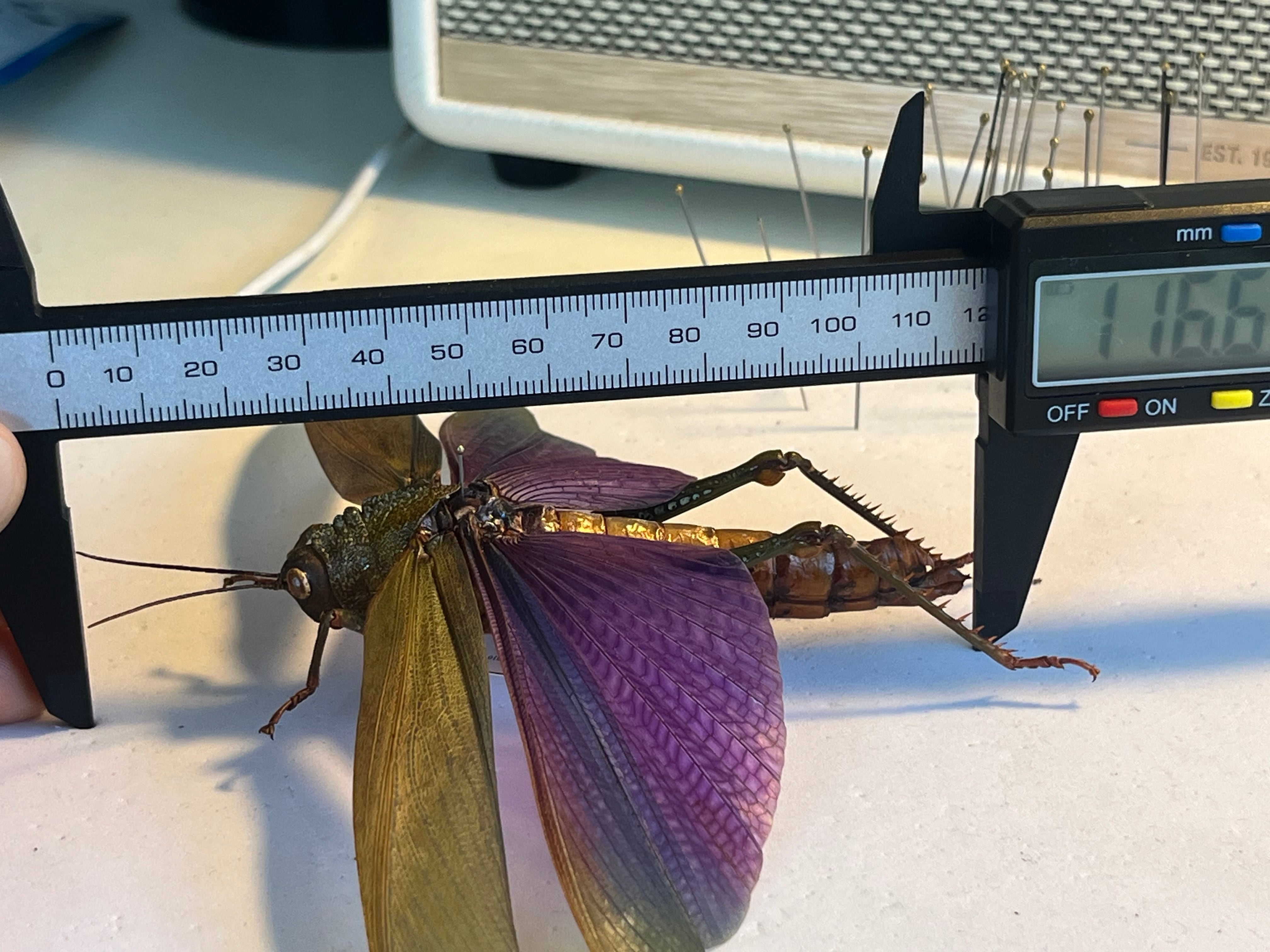 飛蝗最大級】シタムラサキオオバッタ 昆虫標本 直翅類 カマキリ