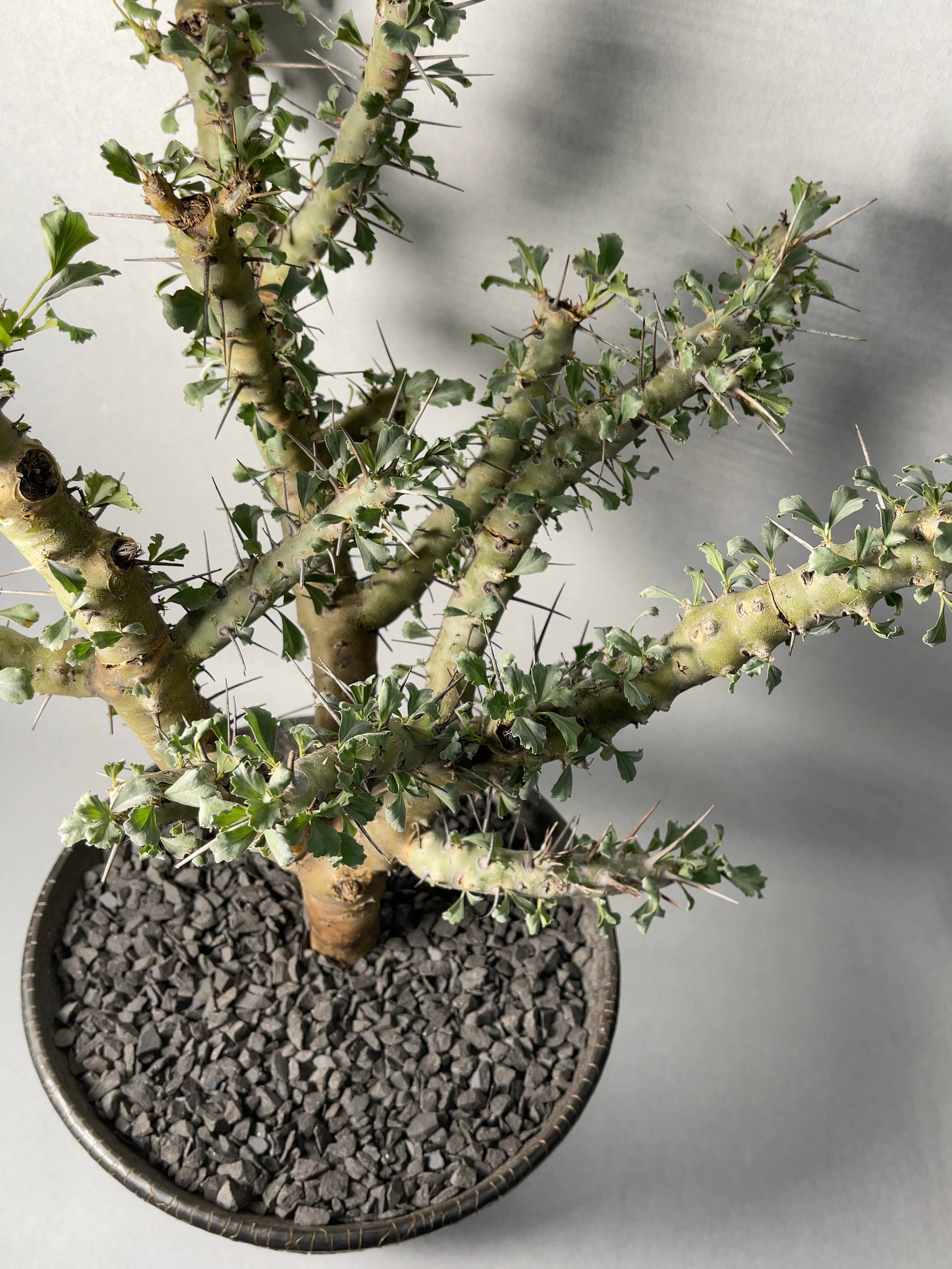 8c607f10dc5f548e60a1419a3e119a