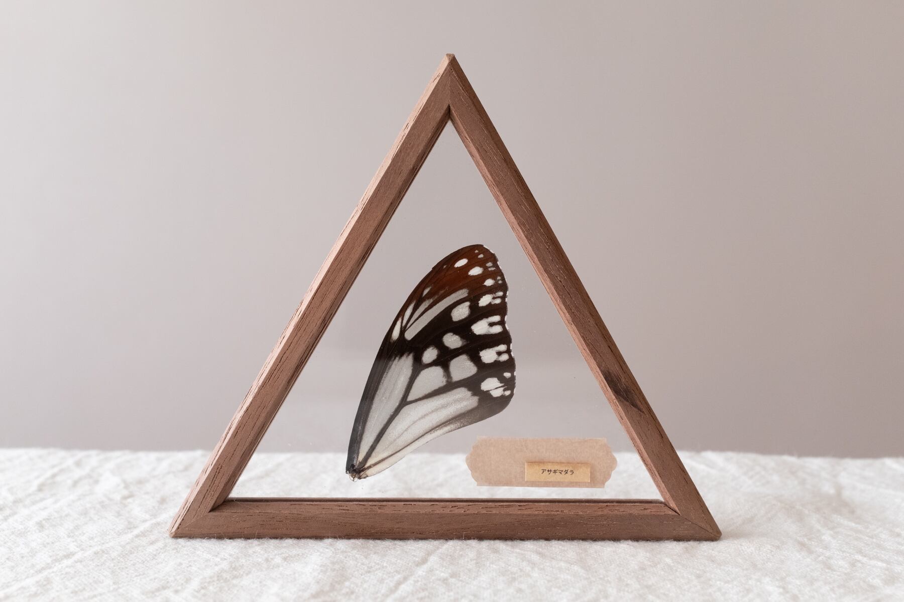 空中標本 大 -アサギマダラの翅 | ATELIER de MIOMORI｜アトリエ・ド