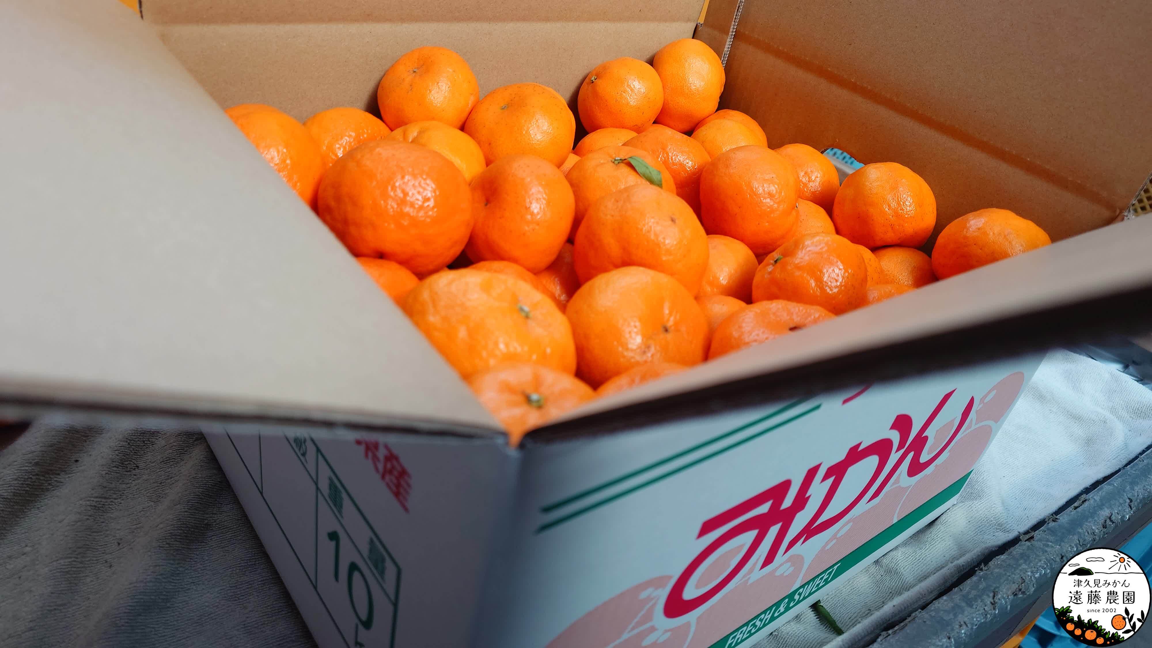 津久見みかん 遠藤農園