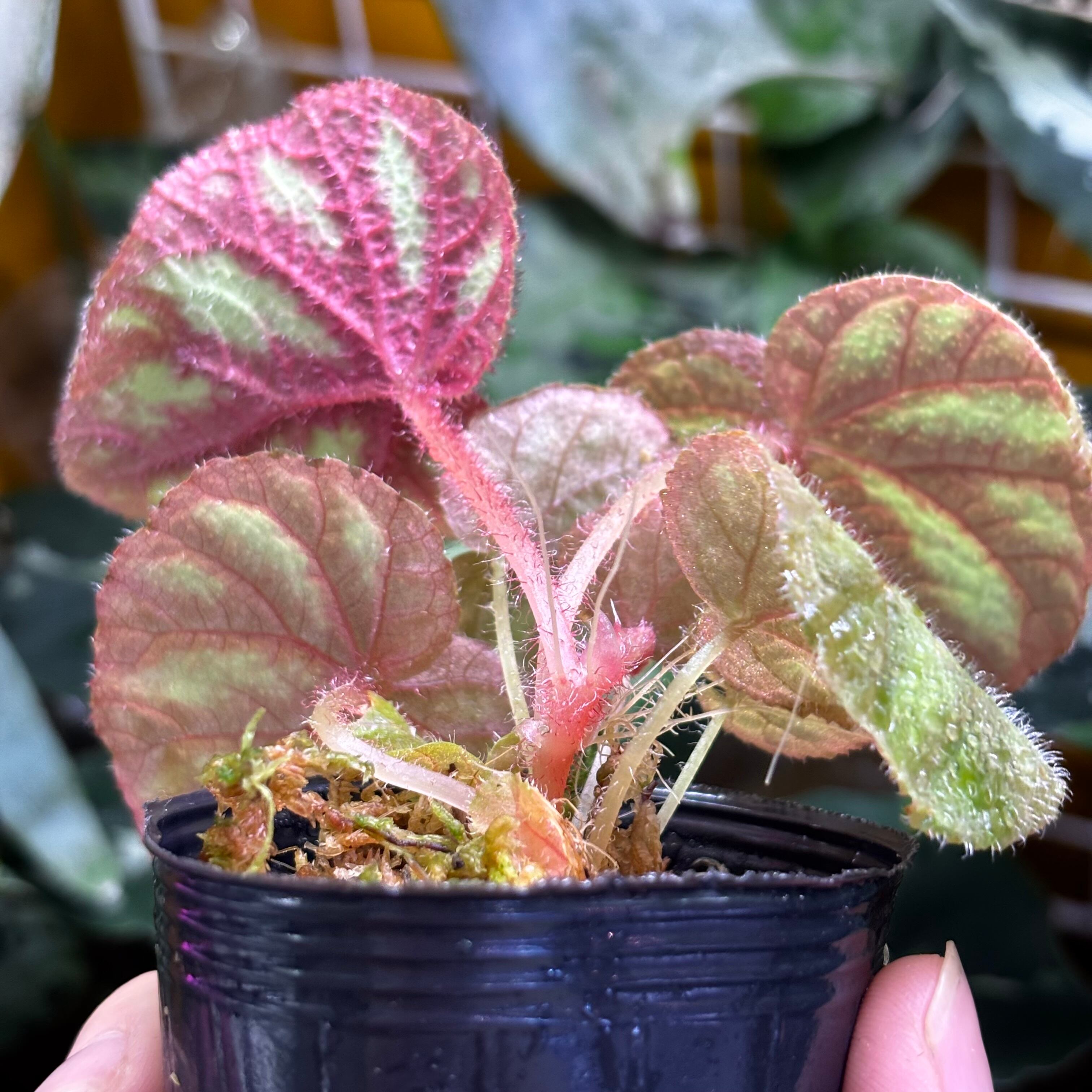 ご確認用　Begonia 原種ベゴニア Begonia versicolor 原種ベゴニア ヴェルシコロール | 熱帯雨林植物