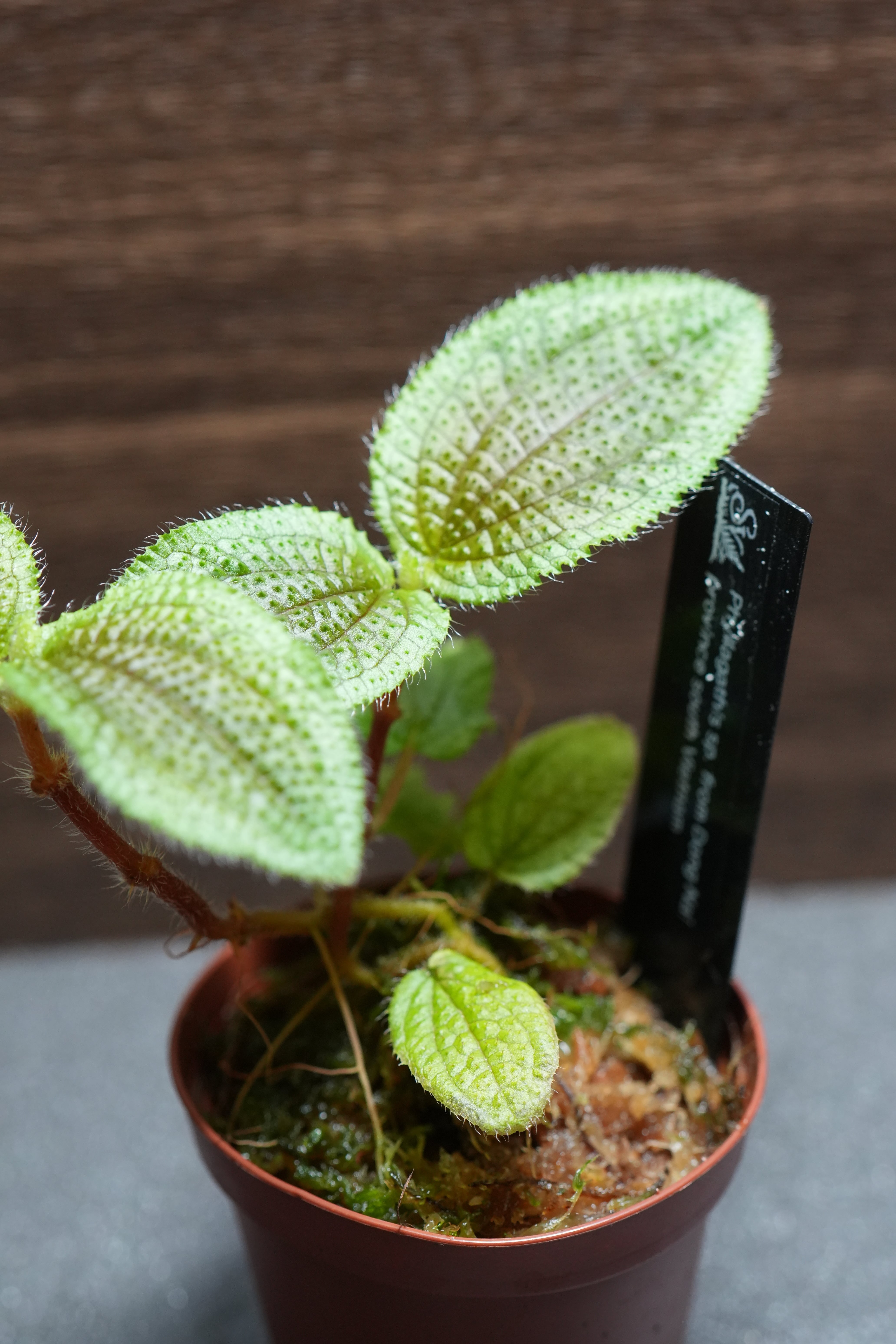 フィロデンドロン ビレッティア 斑入り 大株【激レア】Philodendron