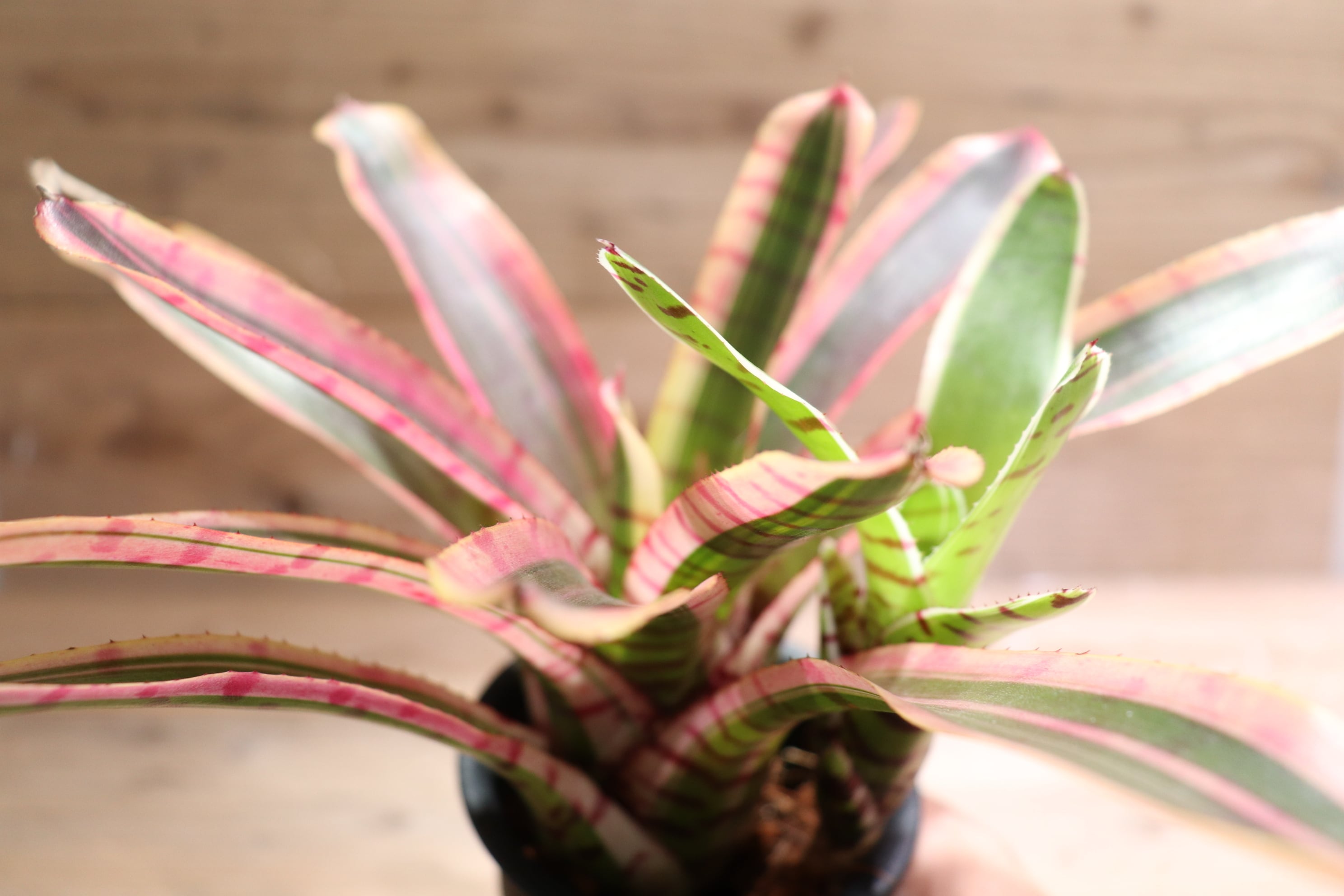 Neoregelia 'Red Buff'〔ネオレゲリア〕現品発送N0622 Neoregelia 'Red Buff'〔ネオレゲリア〕現品発送N0622