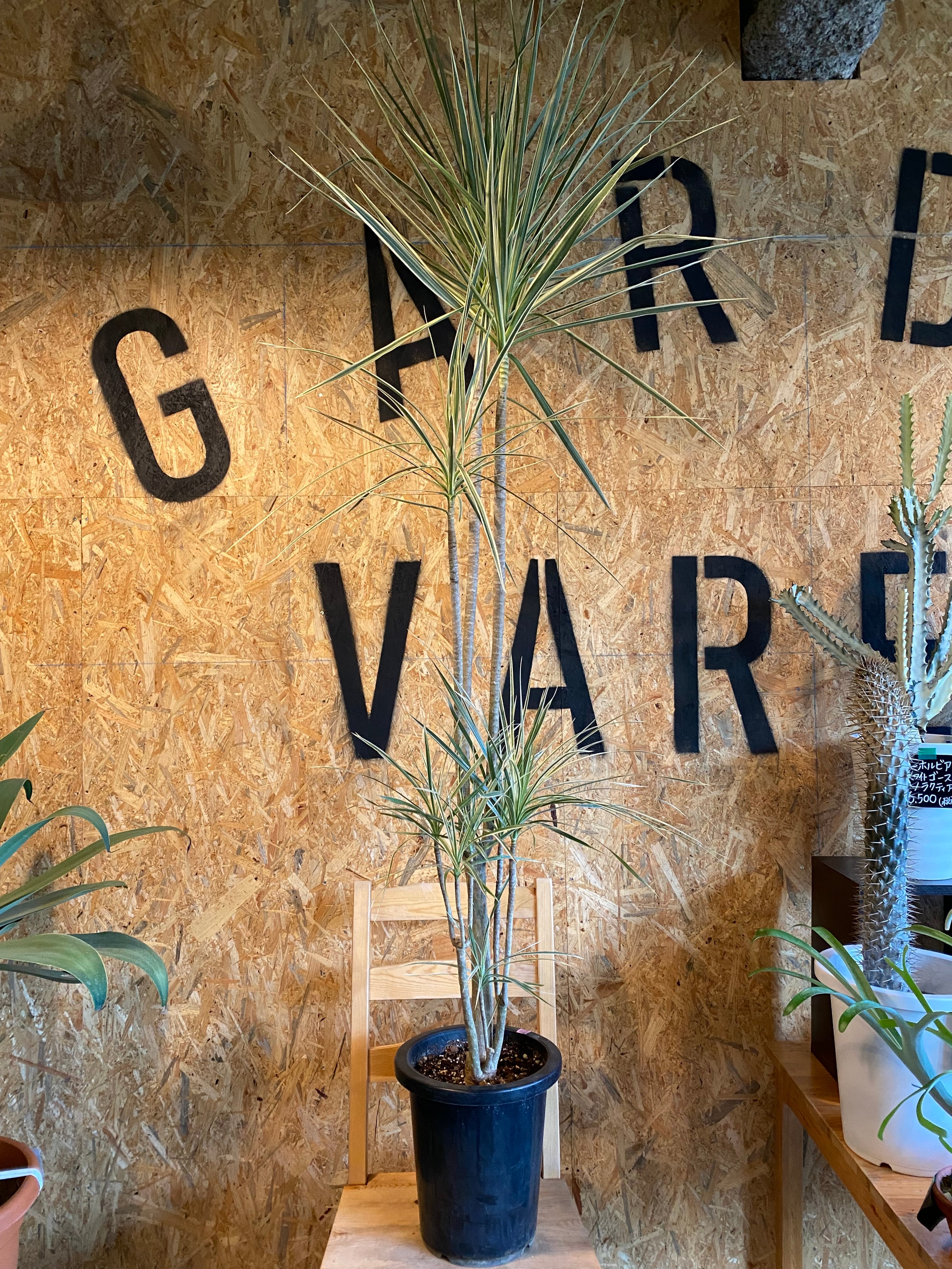 ドラセナ コンシネ ホワイポリー H170cm W40cm 口径21cm | Garden Varejo