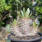 Pachypodium densiflorum var. brevicalyx 【パキポディウム・ブレビカリックス・実生】