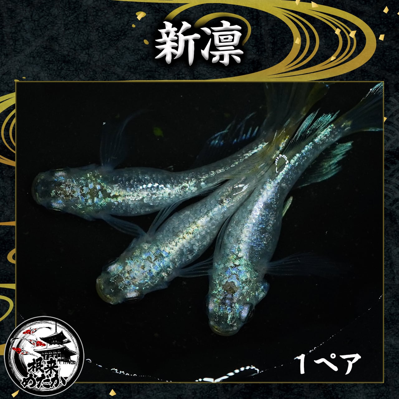 【1ペア】　(新)凛　　　夢中めだか様直系　