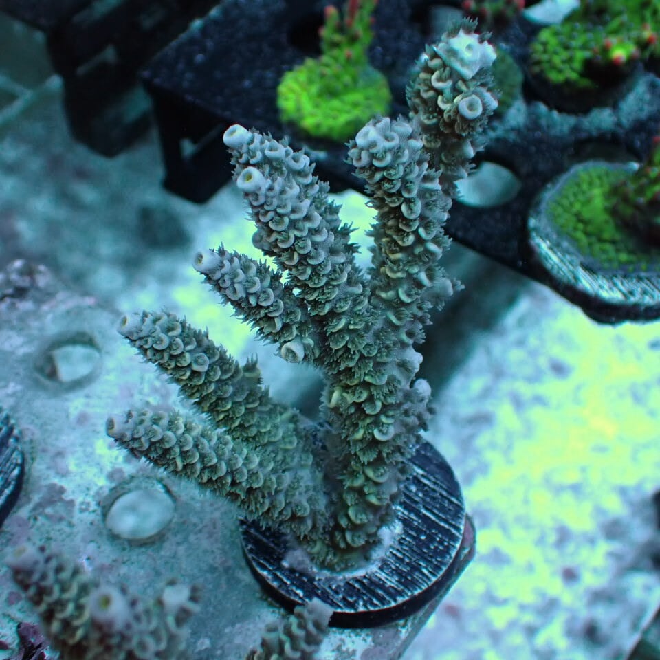 天然ライブロック Sグレード 1kg | HOUSE REEF(ハウスリーフ)サンゴ
