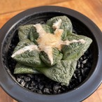 Ariocarpus fissuratus 【アリオカルプス・亀甲牡丹】