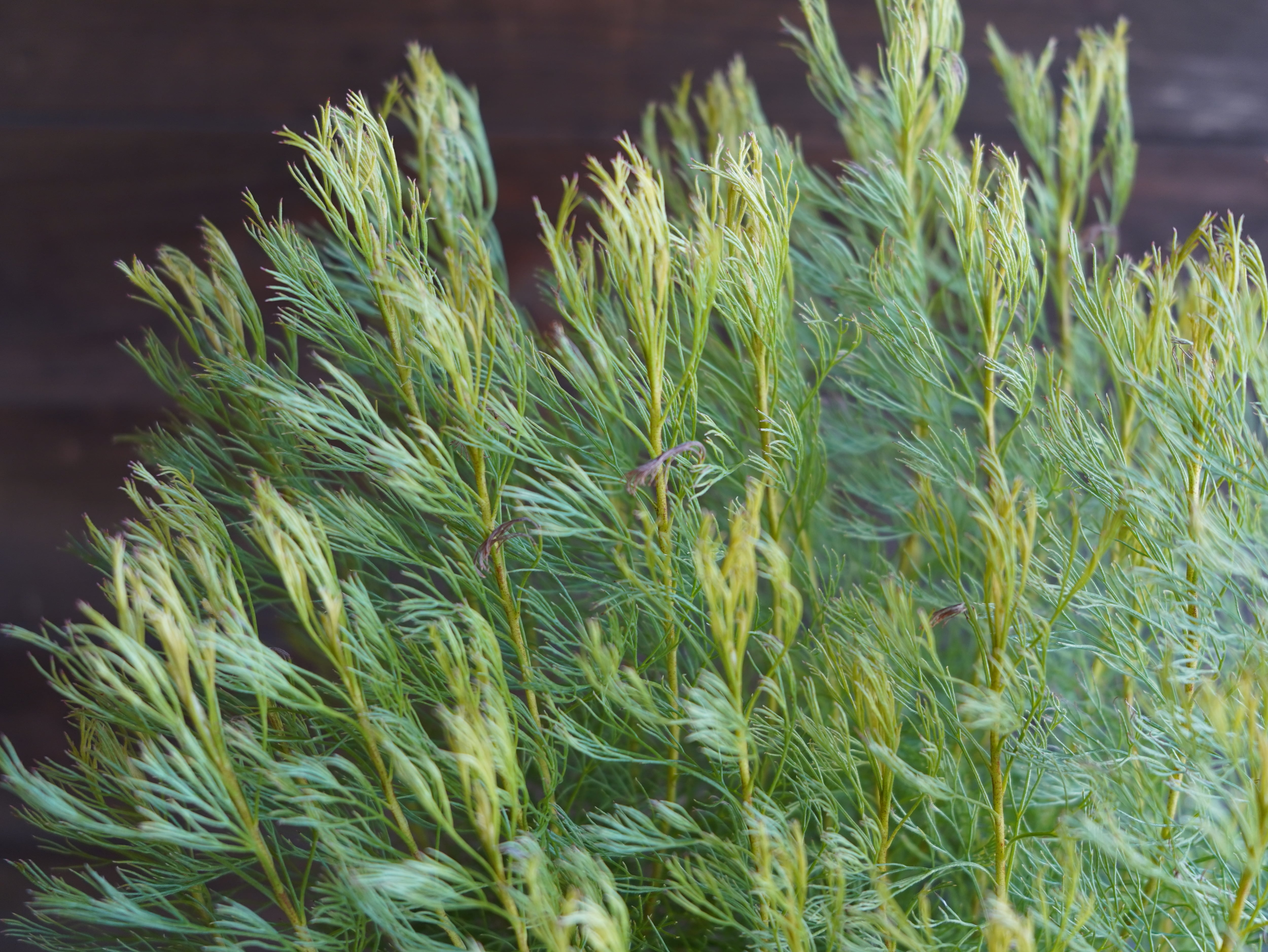 【現物】セルリア　”グロメラータ’レモンハニー”　A