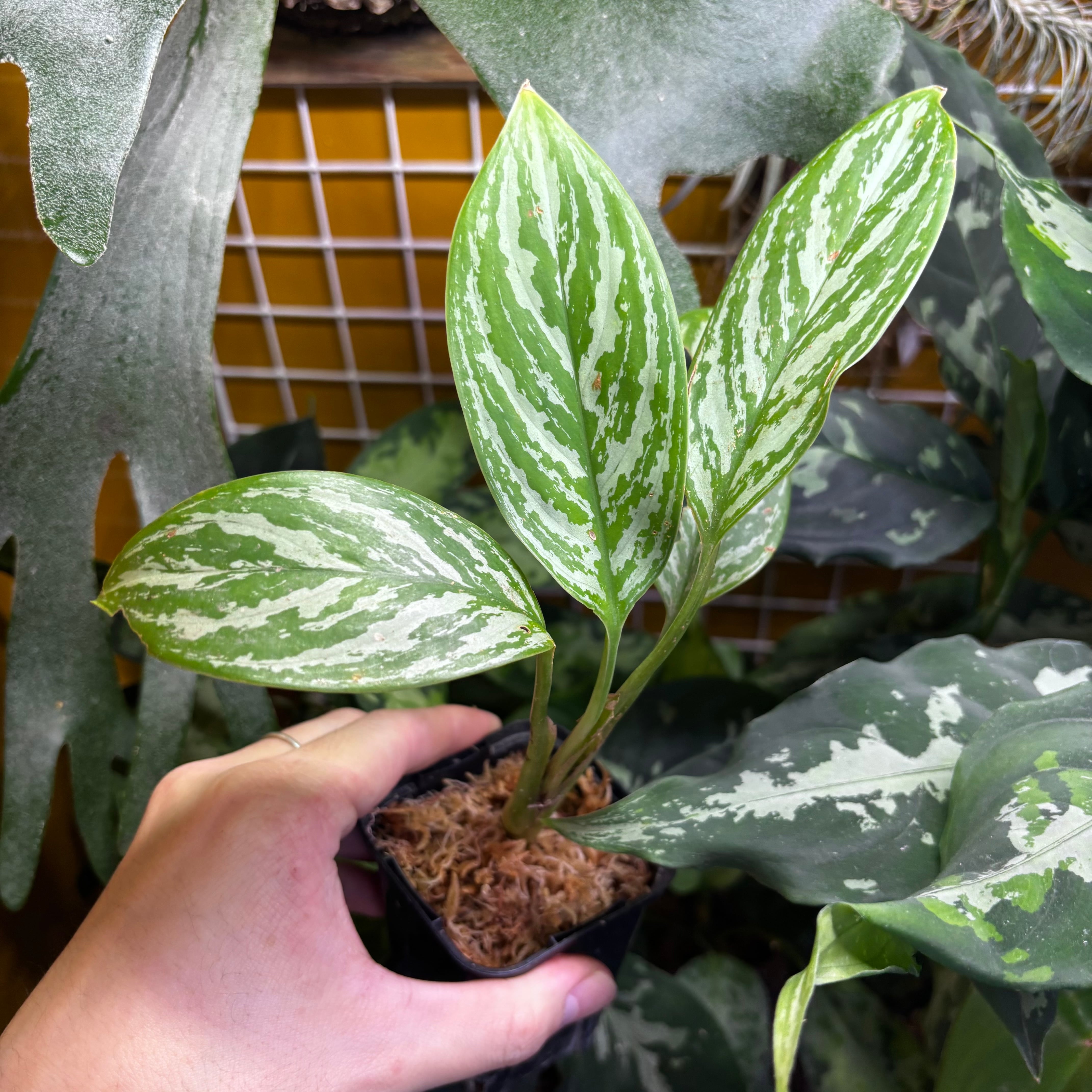 Aglaonema nitidum 