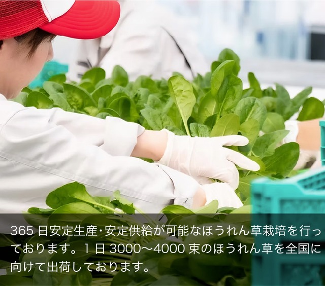 サラダほうれん草・1ケース（40束/ケース）国産【140サイズ】