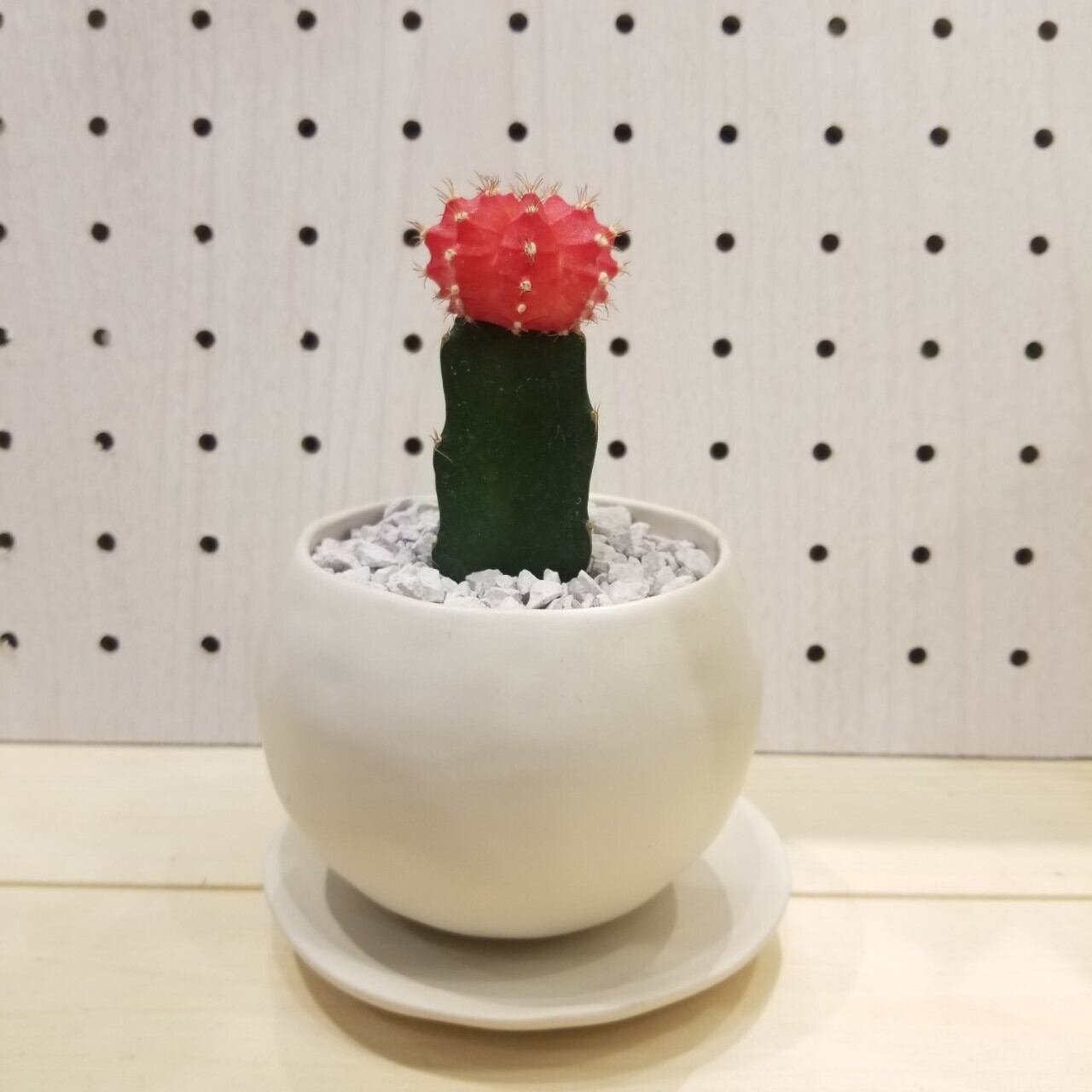 ヒボタン 紅 サボテン 緋牡丹 観葉植物 開店祝い 新築祝い 引越し祝い お祝い 自宅用 フラワーギフト専門店 Conoka Online Shop お花や観葉植物で記念日を彩る