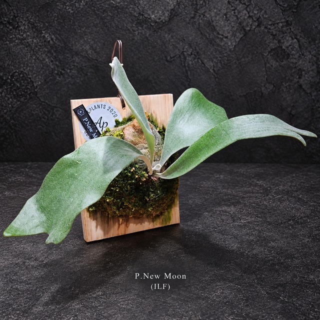 P.New Moon (OC)【artPLANTs/PLANTS GARAGE】ビカクシダ/Platycerium