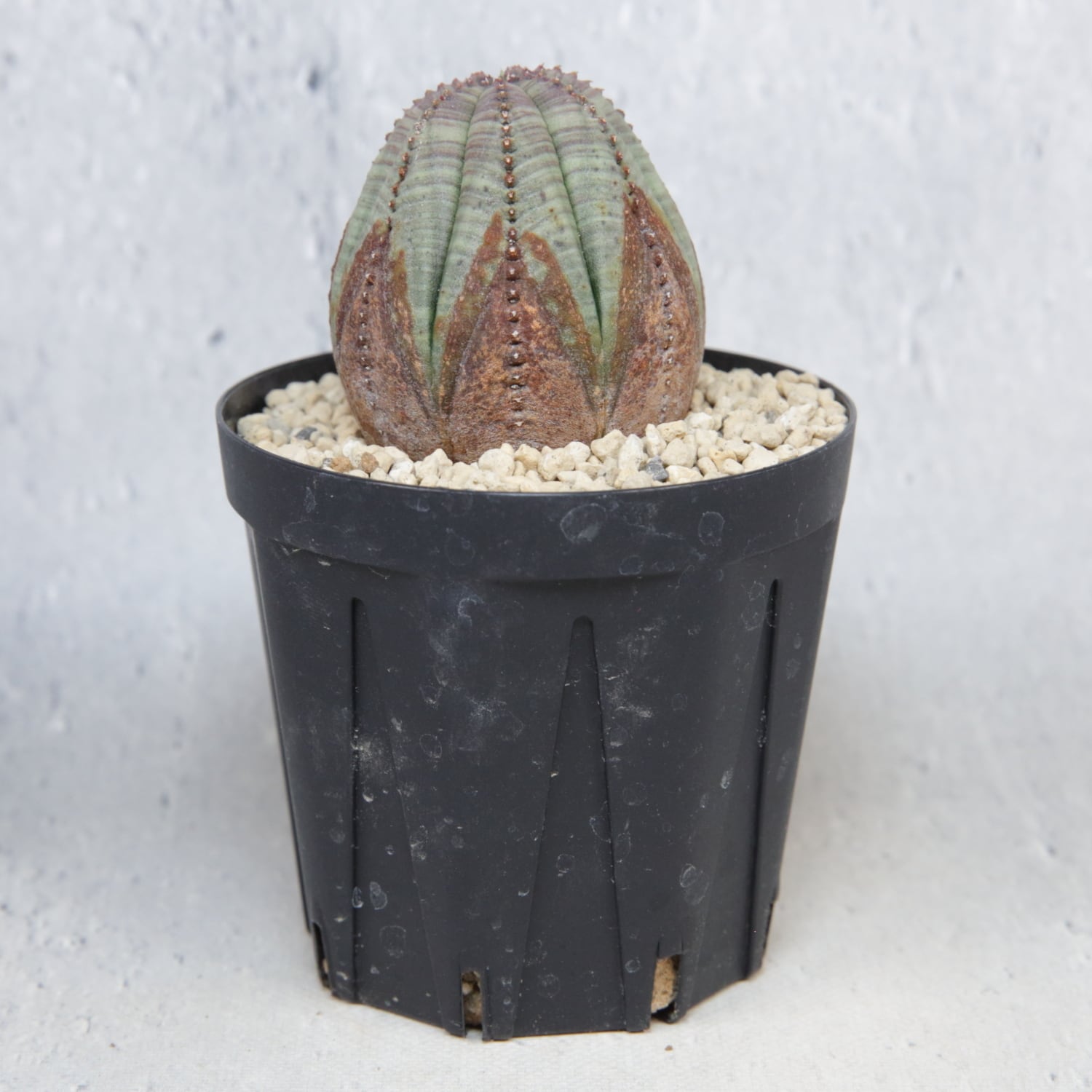 美模様 木質化 マイクロ オベサ / ユーフォルビア | LIGHTHOUSE.PLANTS