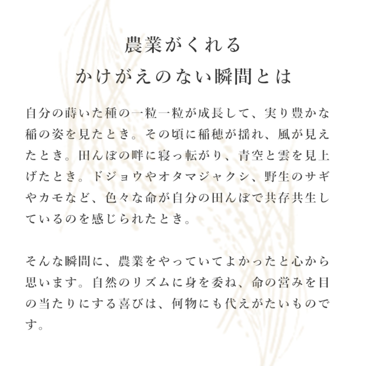 【新米】【石川県産】一農宮「はたはったん」2kg　-栽培期間中、農薬・化学肥料不使用-