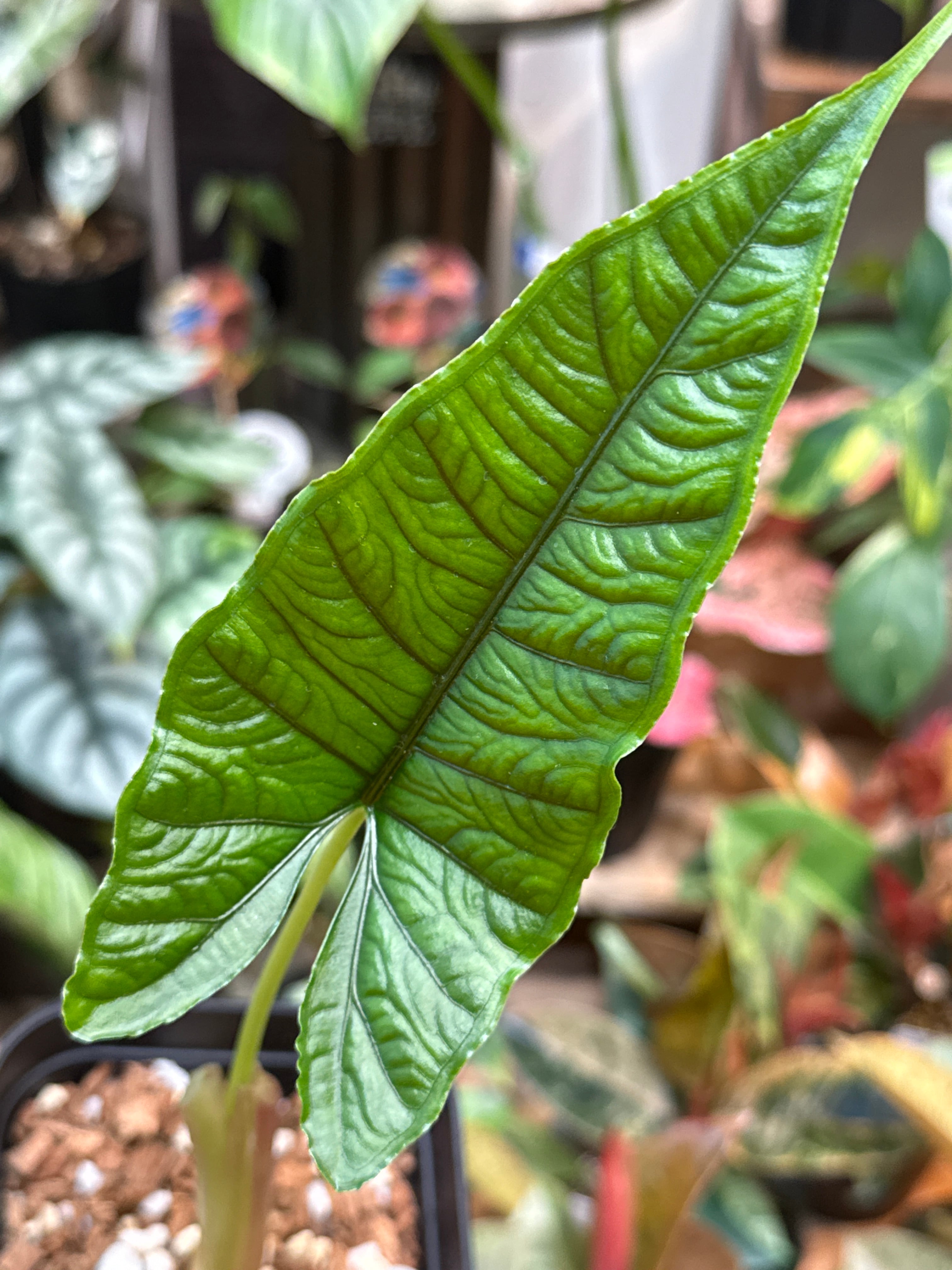 特価)アロカシア オラニ | Gardenえん 【観葉熱帯植物】