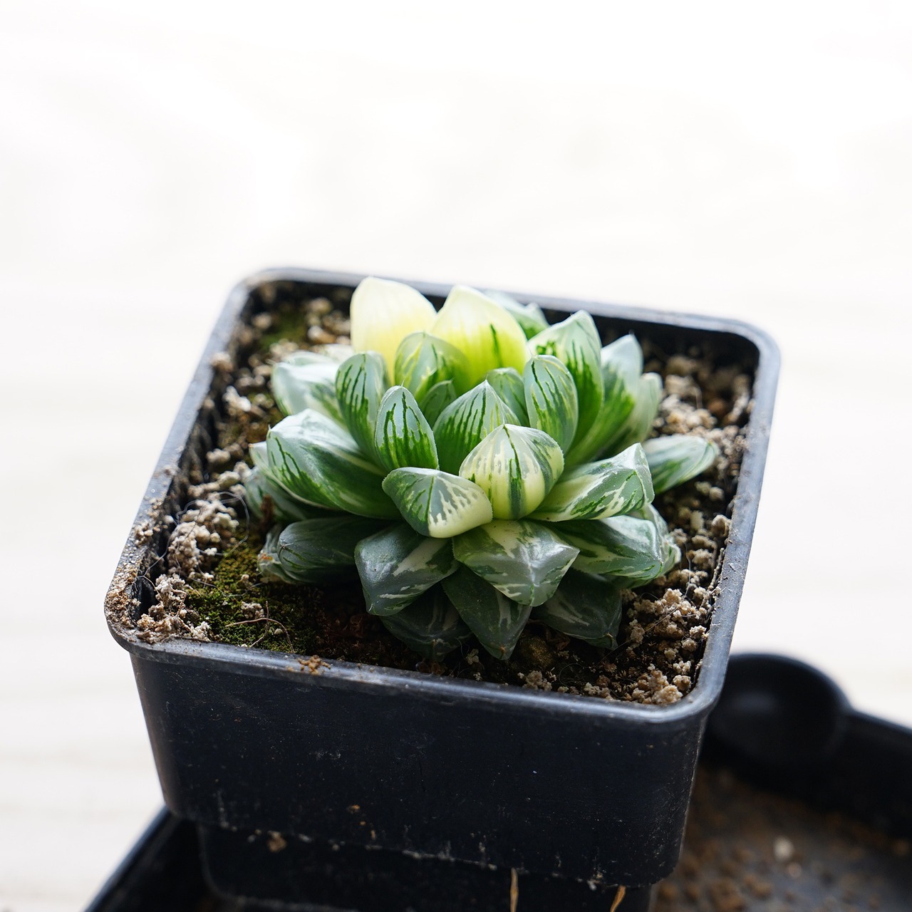 新鮮カット苗 オブツーサ錦 花火 上斑 限定1株 Haworthia 'Hanabi'