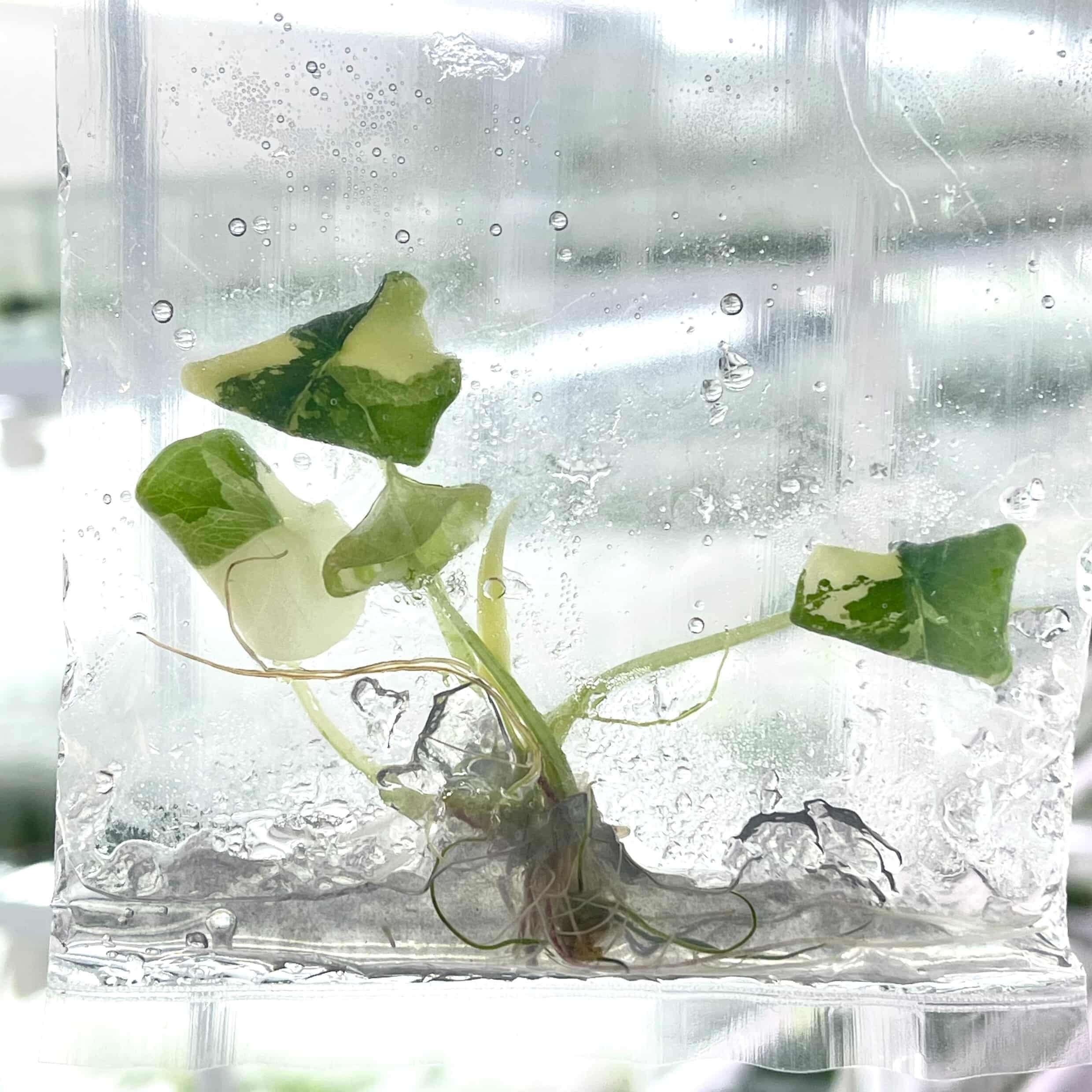 予約販売】 Alocasia melo Albo｜アロカシア メロ アルボ｜TC苗｜希少