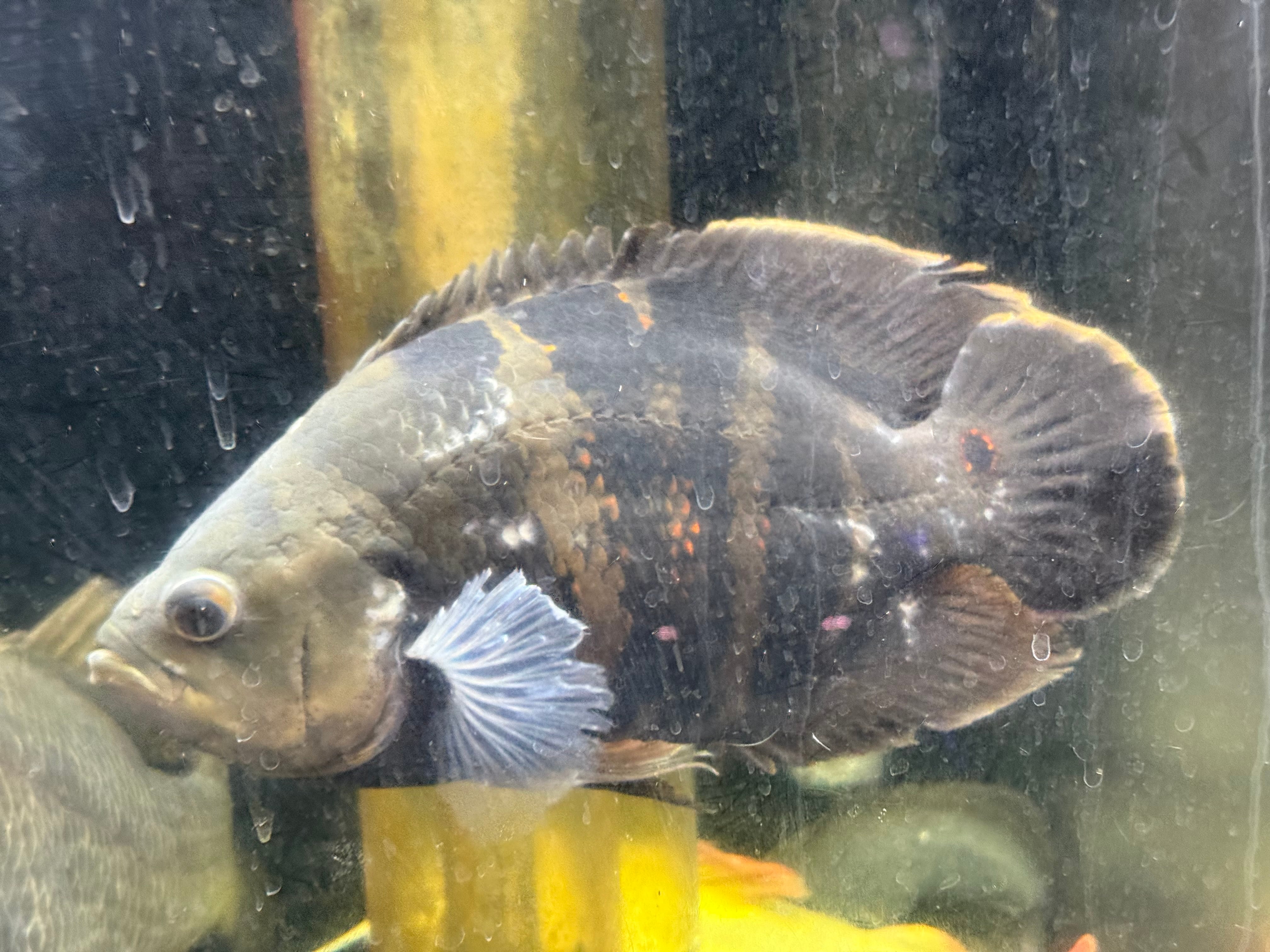 ワイルドオスカー クラシピンニス アラグアイア産 淡水魚】大特価 クラシピンニス ワイルド オスカー アラグアイア産