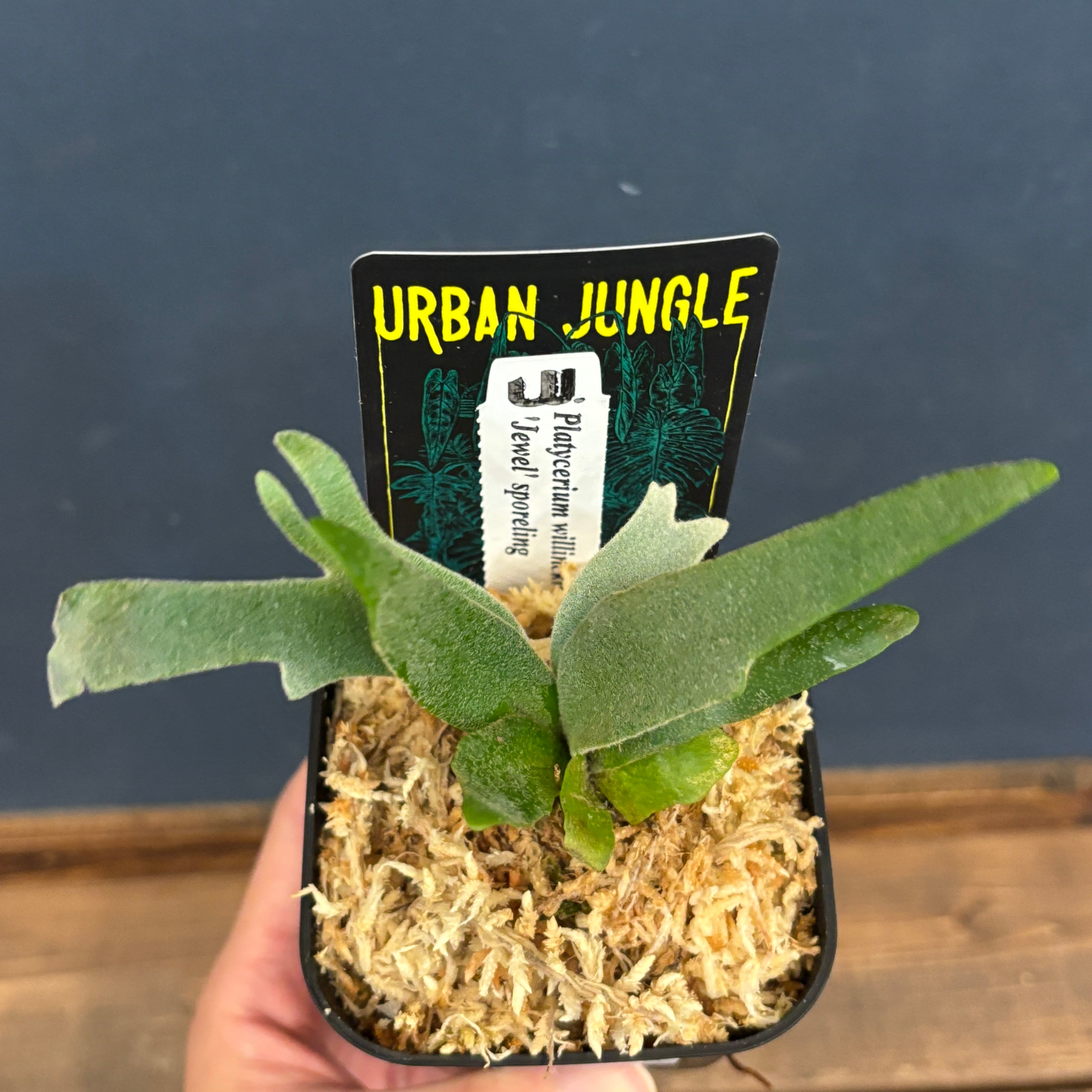 ビカクシダ | PROTOLEAF プロトリーフ