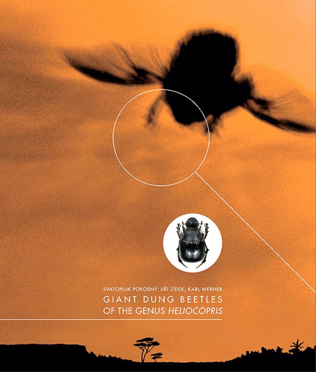 傑作】ハンミョウの図鑑 世界 昆虫標本 標本 オオエンマハンハンミョウ