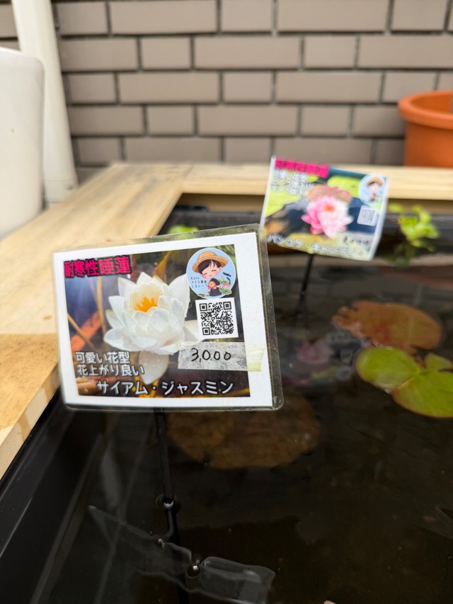 【耐寒性睡蓮サイアムジャスミン】カズさんの睡蓮限定販売（YouTubeで有名なカズさんの元気な株をポットのまま配送いたします！）