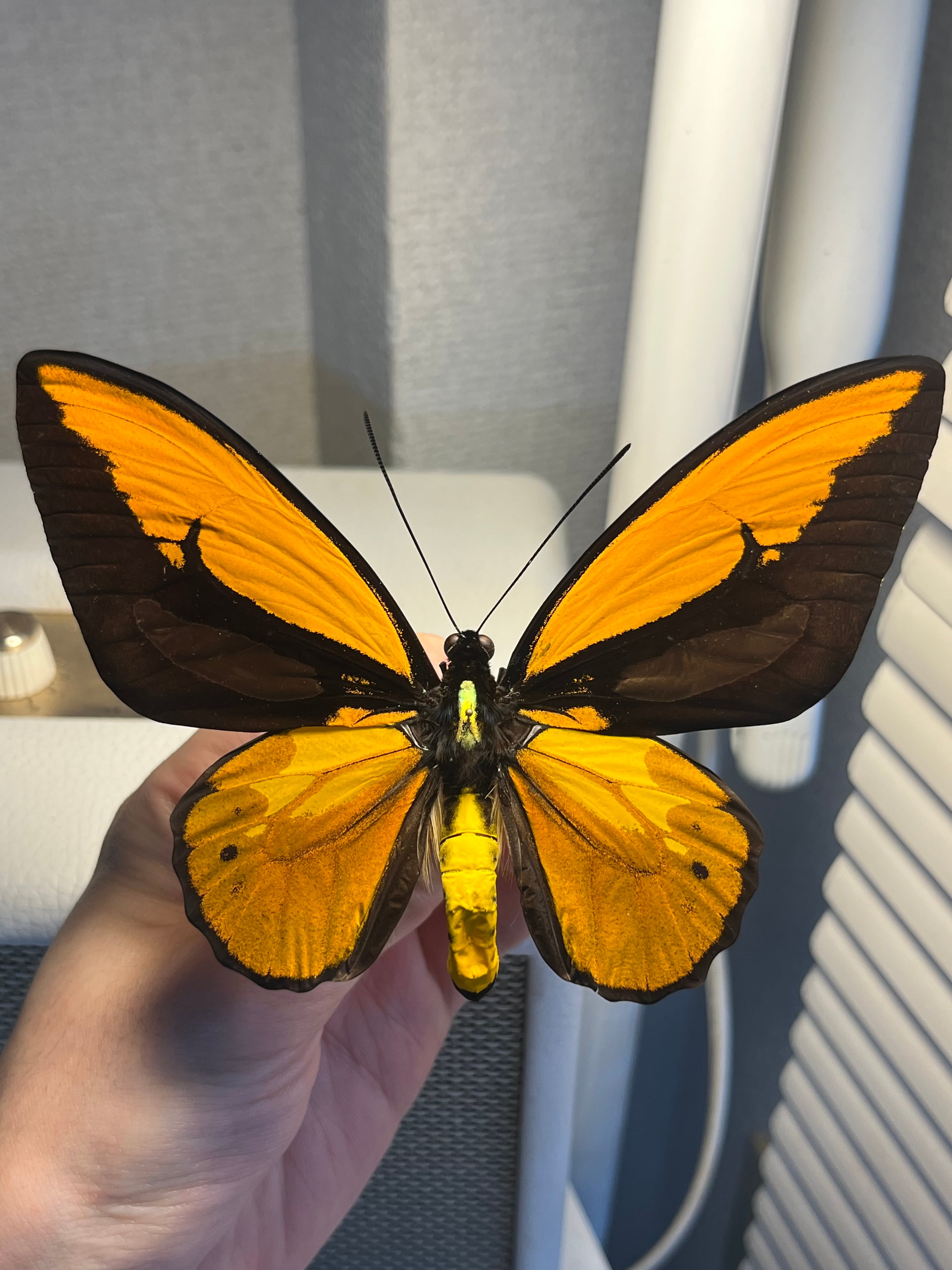 アカメガネトリバネアゲハ 外国産蝶標本 モルフォ 蝶 標本 野外採集品