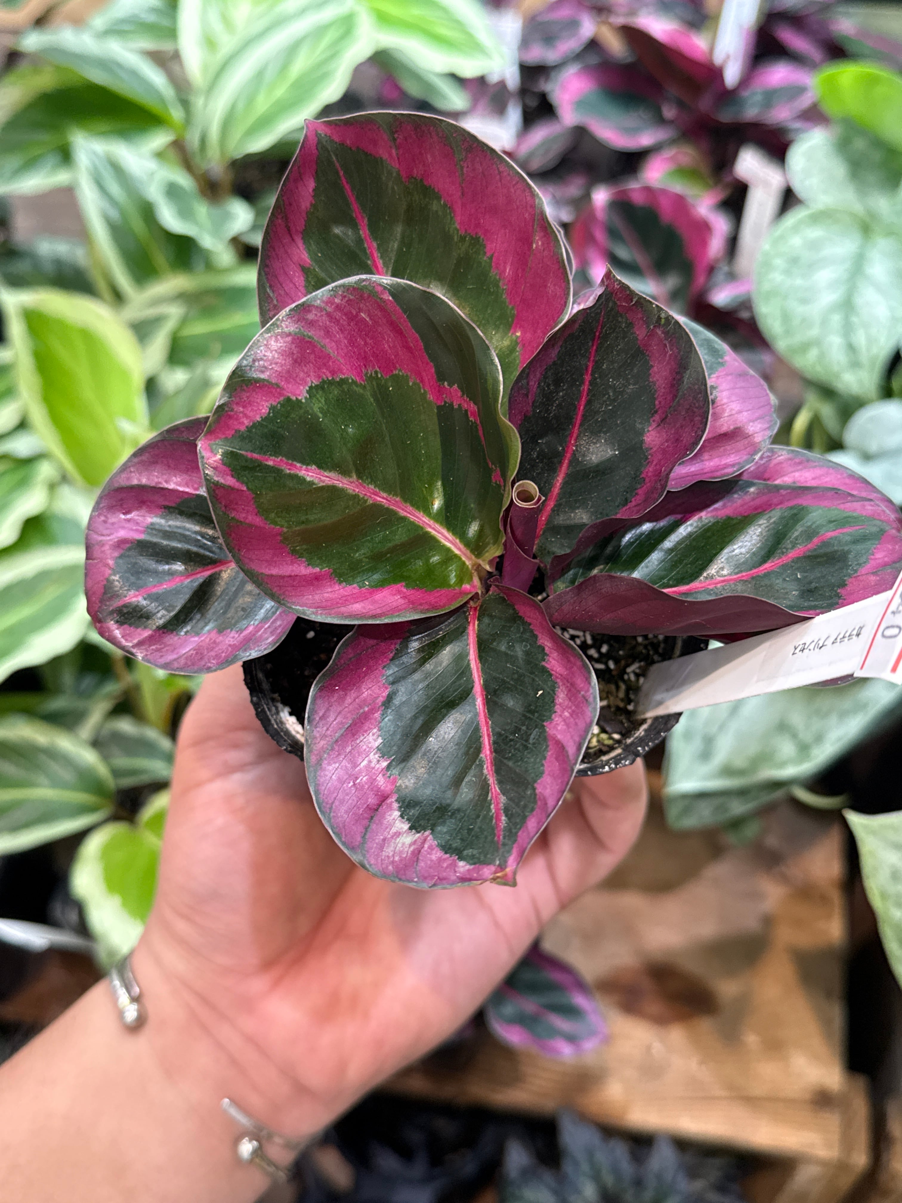 カラテア・マランタ類 | Gardenえん 【観葉熱帯植物】