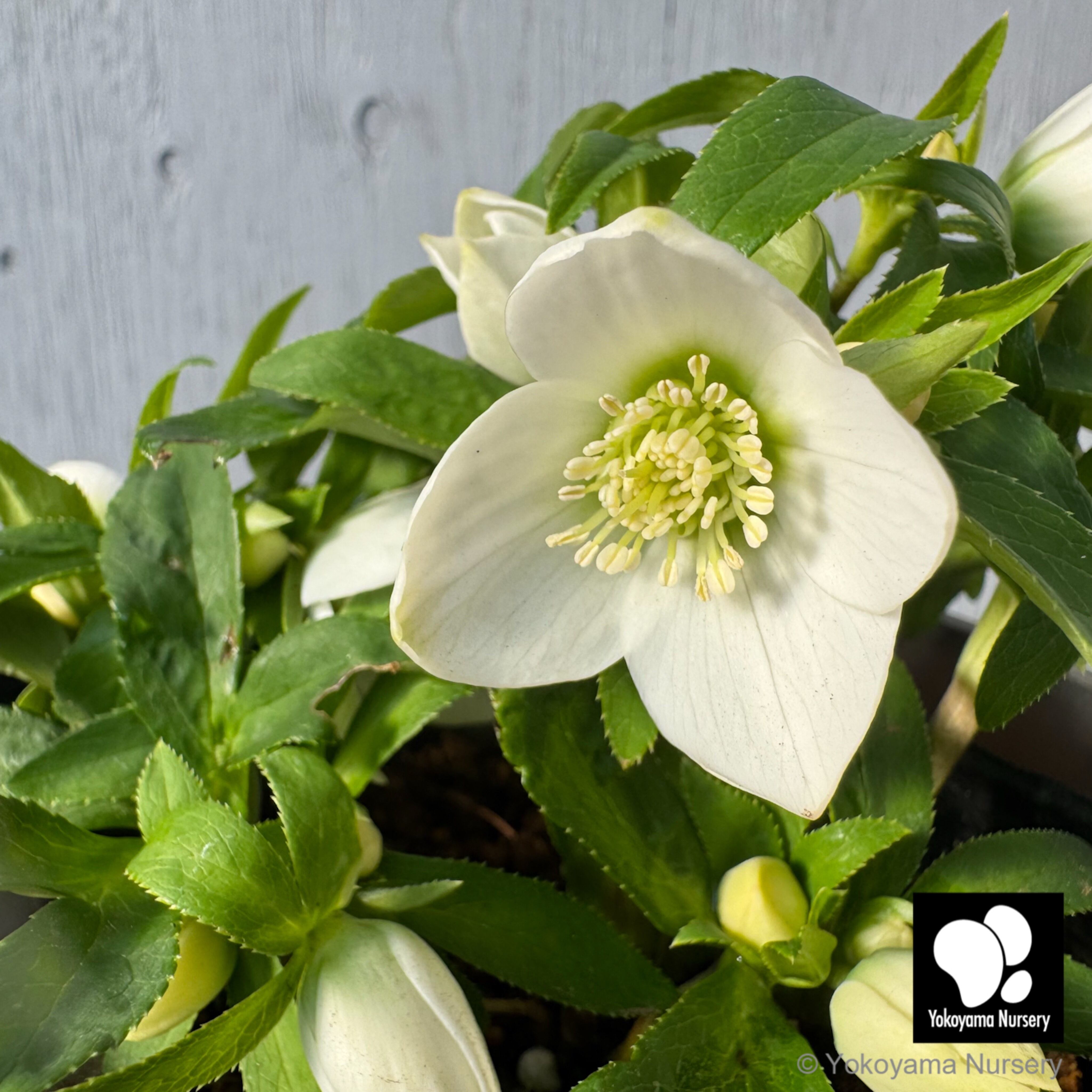 抽選販売】［19］ クリスマスローズ ベビードール ホワイト 4.5号