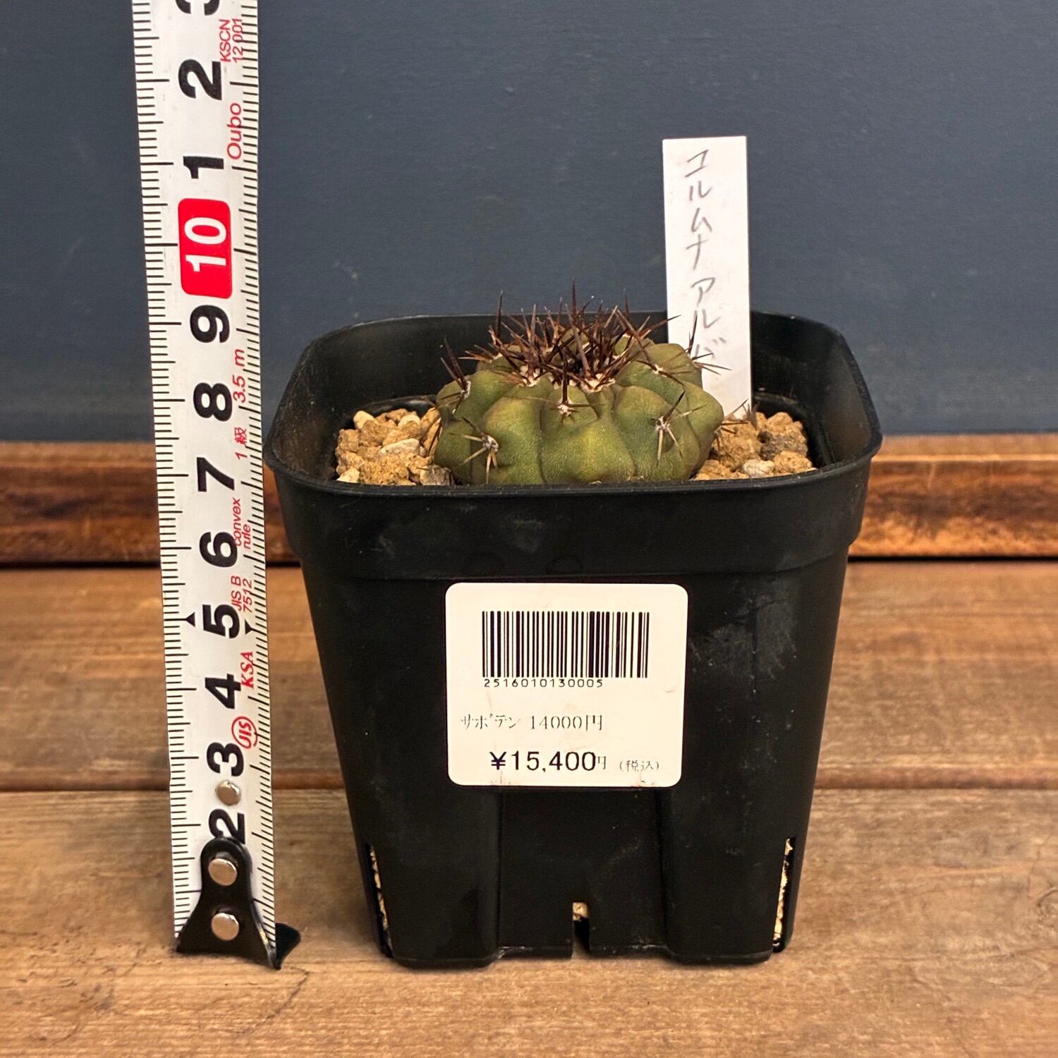 Copiapoa】サボテン コピアポア コルムナアルバ 孤竜丸 実生【924