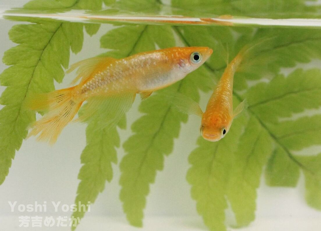 レモンスカッシュの稚魚 メダカ 【公式通販】