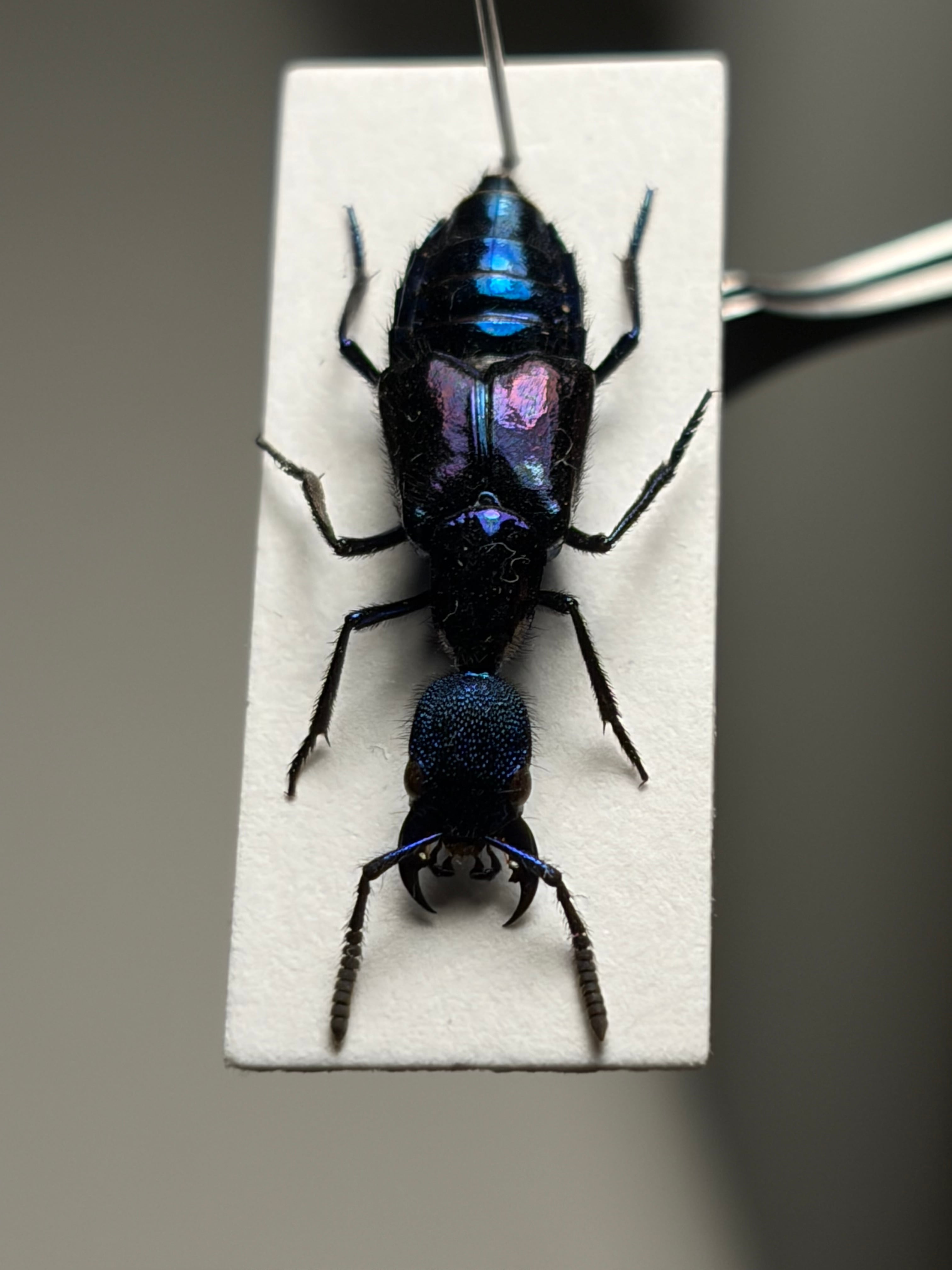 【22mm】青と紫がとんでもなく美しい大型のハネカクシ 標本 ハンミョウ隠翅虫 22mm】青と紫がとんでもなく美しい大型のハネカクシ 標本 ハンミョウ隠