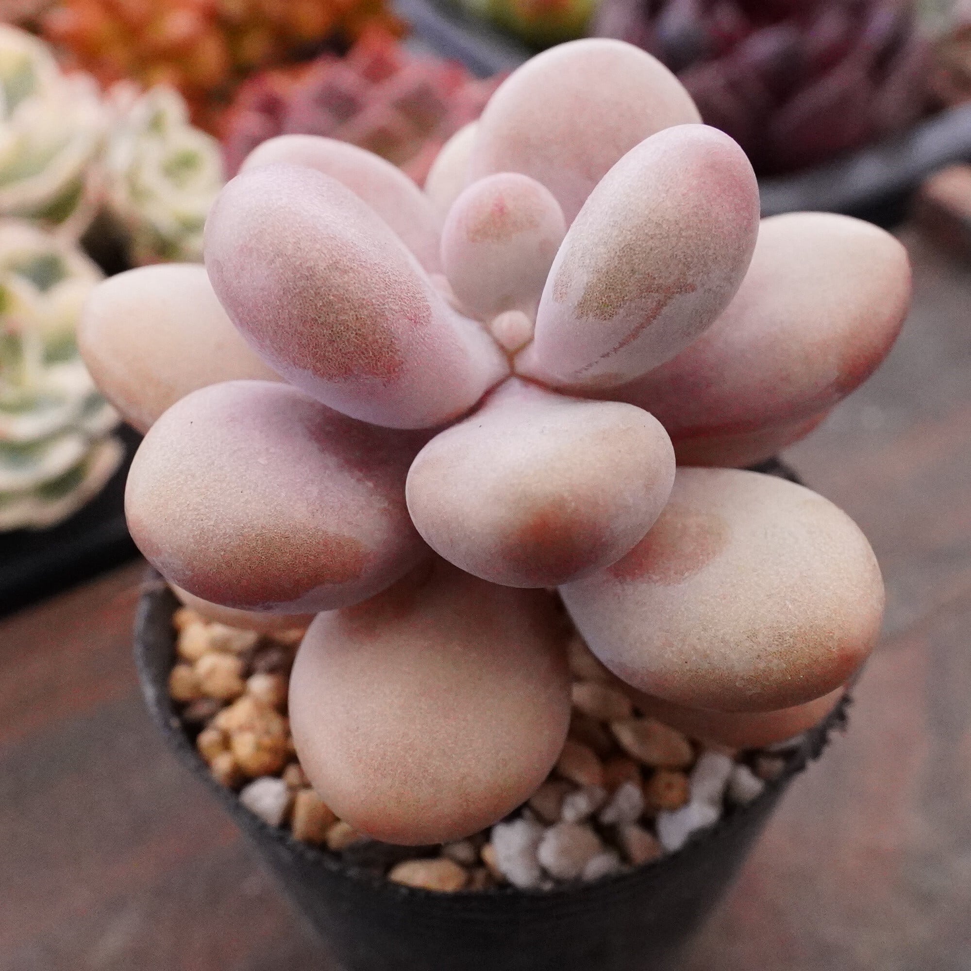 すべての商品 | E-TANIKU