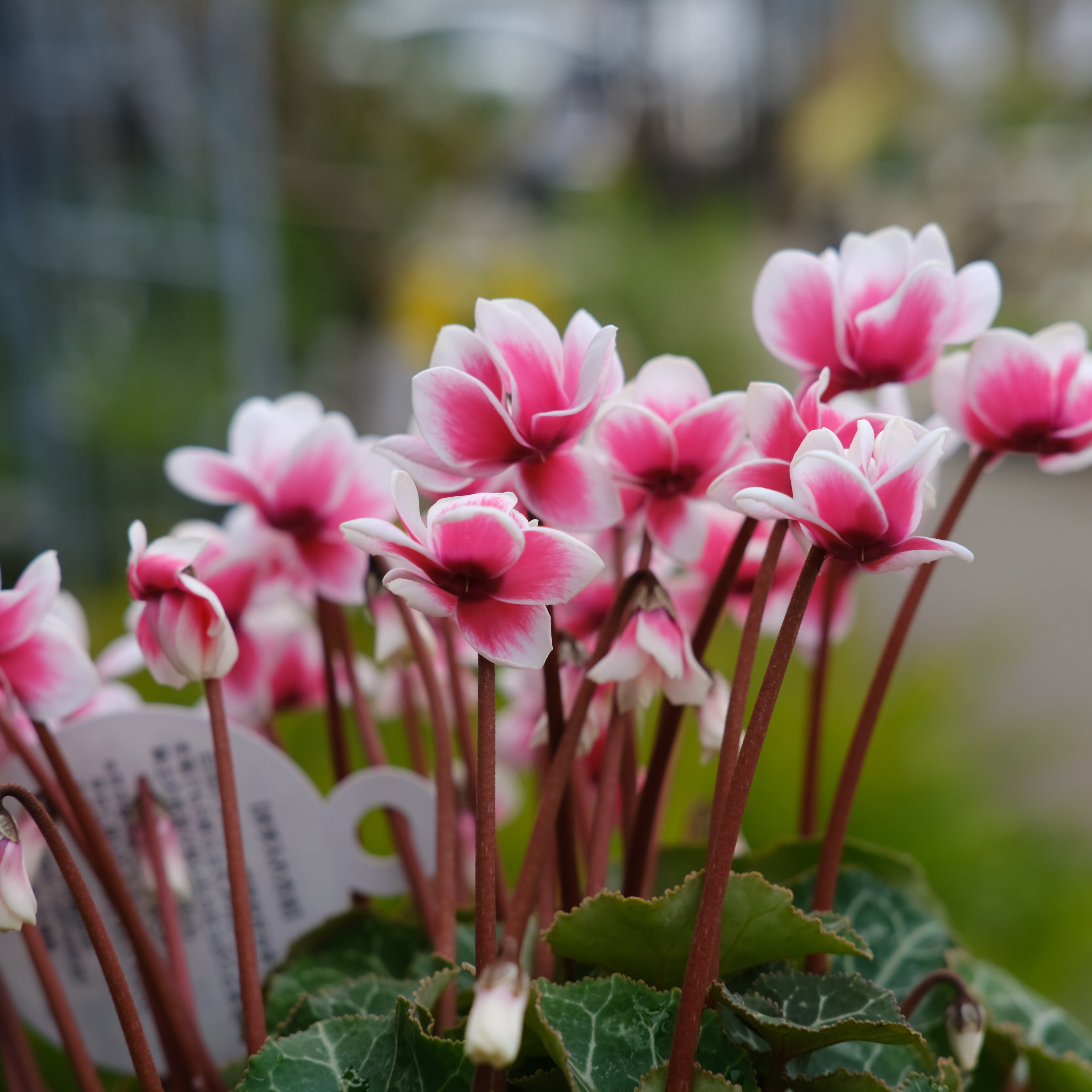 シクラメン チモシリーズ《 ピコティ 八重 》 | グリーンギャラリー