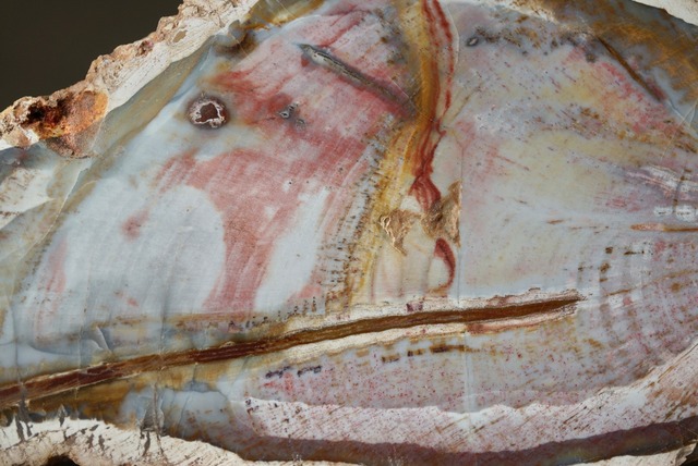 マダガスカル産ペトリファイドウッド Petrified Wood 1269