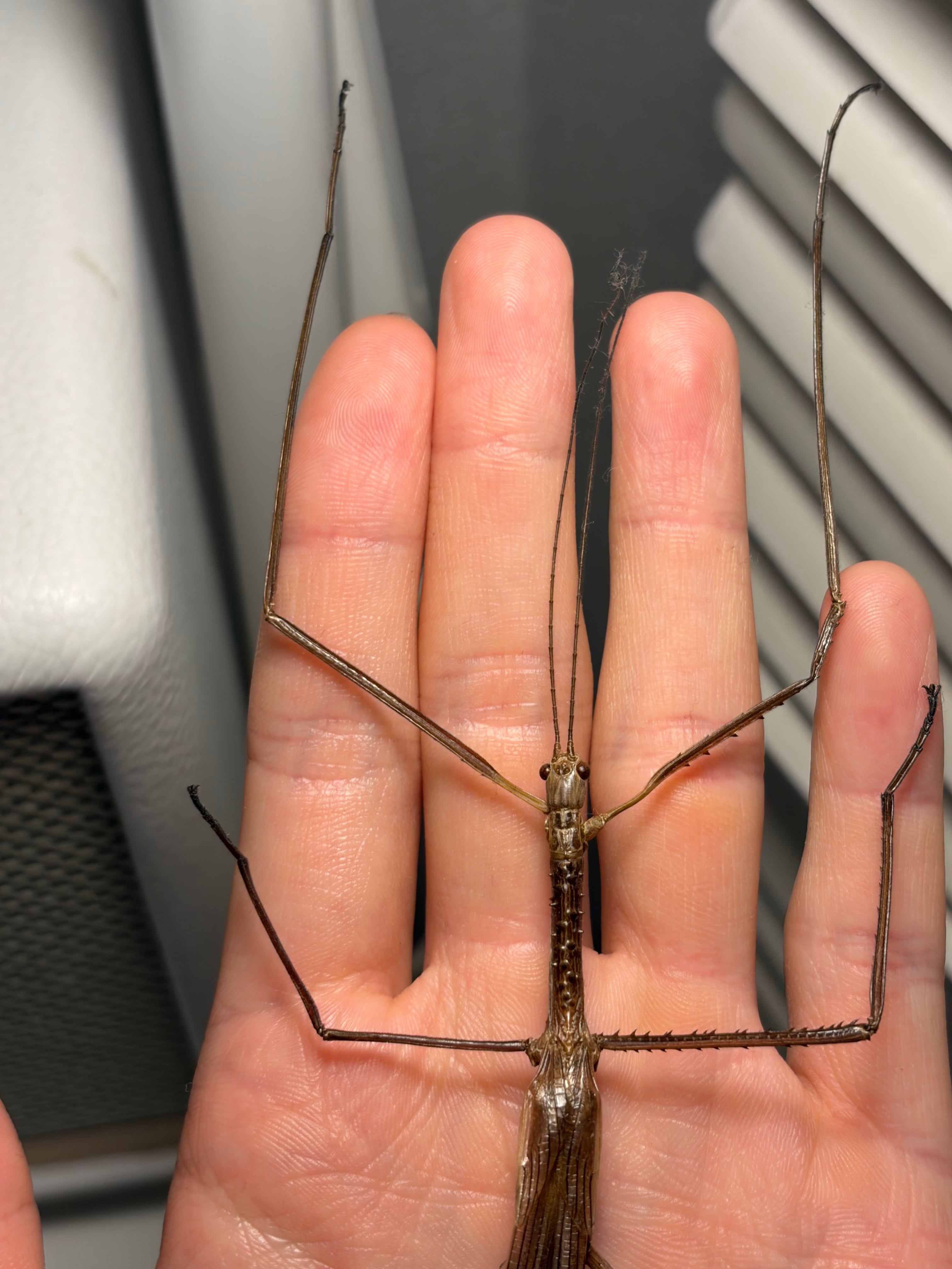 成虫♂】ウルフィングナナフシ コノハムシカマキリマンティスコロギス