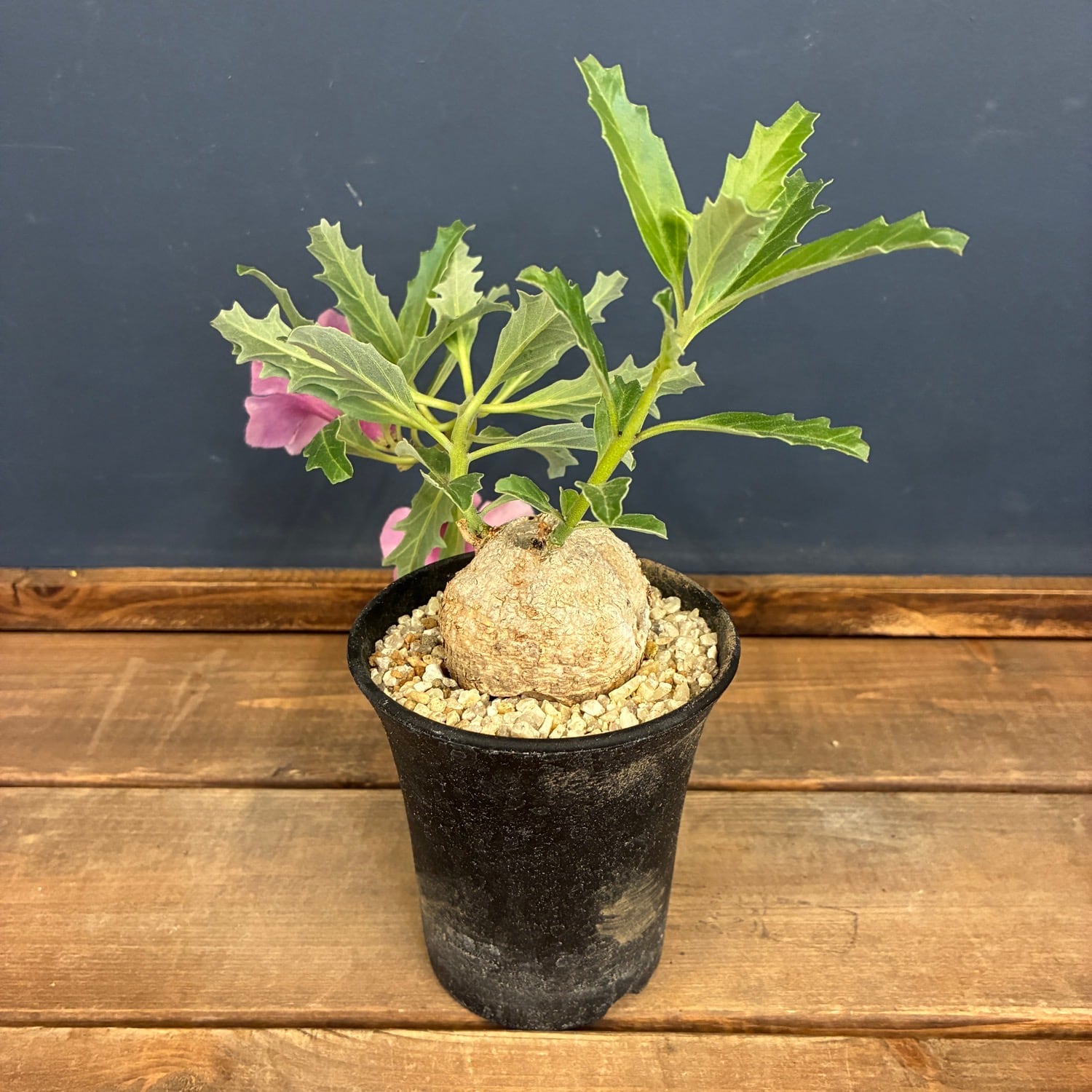 超希少種 プテロディスクス・スペシオーサス 古城 塊根植物 コーデックス プテロディスクス スペシオーサス【1009】 | PROTOLEAF プロトリーフ