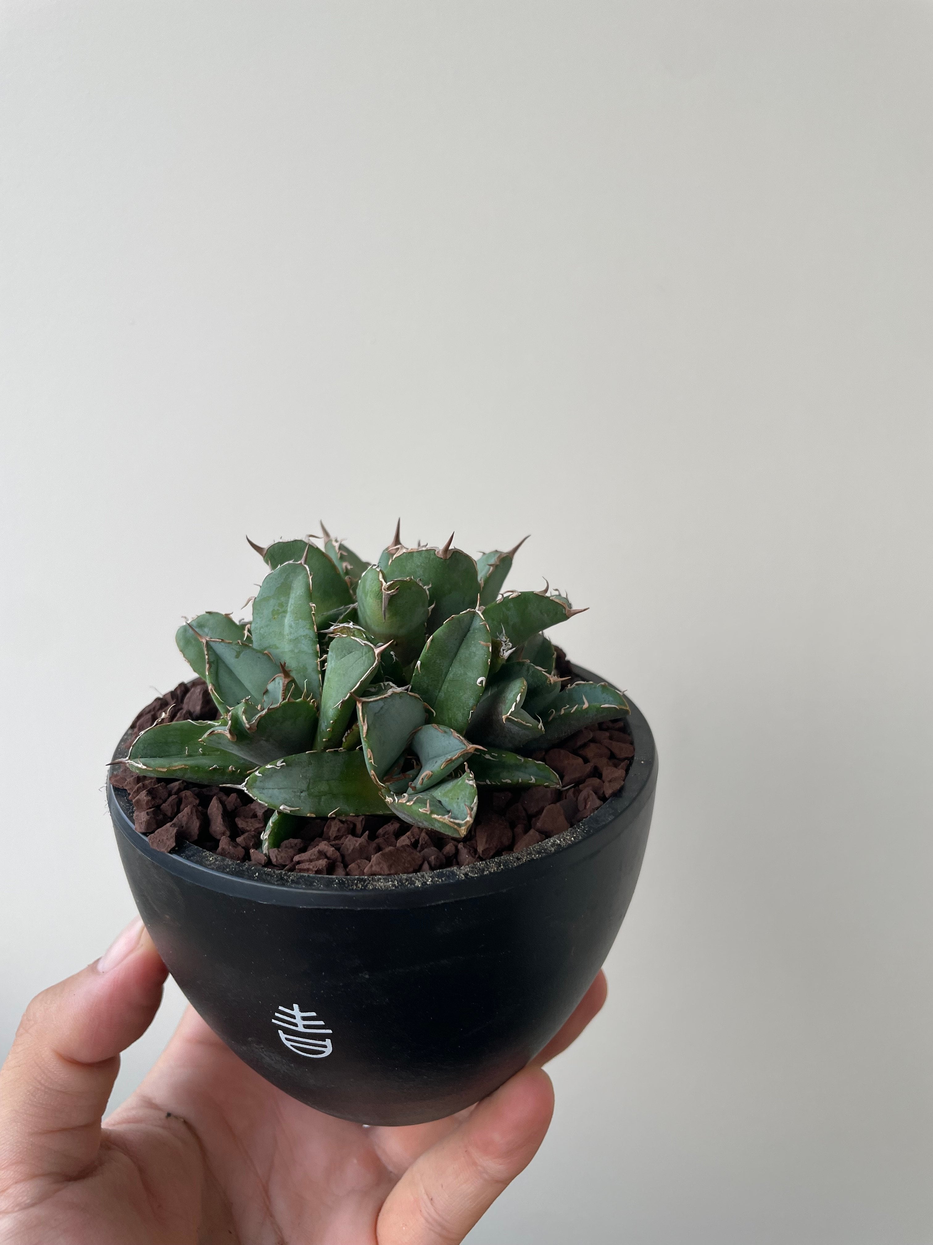 新着】Agave titanota crested【多頭になる品種の子株】アガベ