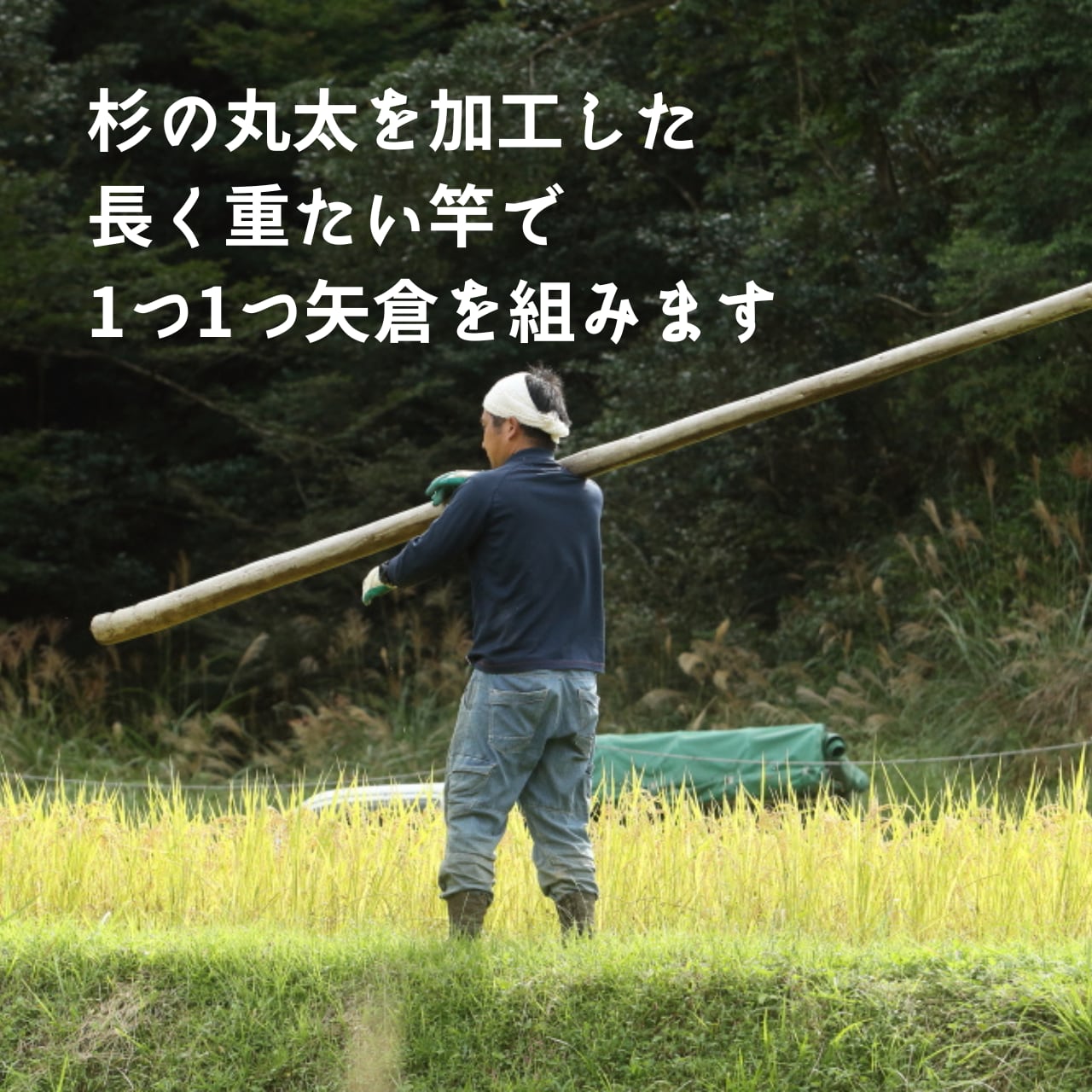 特別栽培米】御日様米~生態系に配慮した未来に届けるお米~/1.5 特別栽培米】御日様米~生態系に配慮した未来に届けるお米~/1.5
