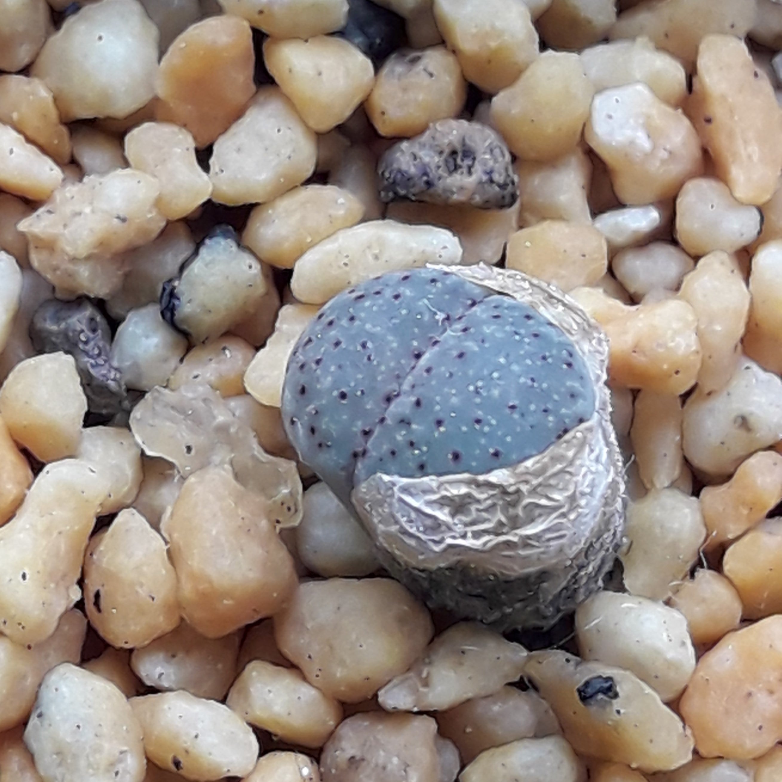 専用❤️速達付き同梱-200円多肉植物 リトープス 朝貢玉 鉢のまま