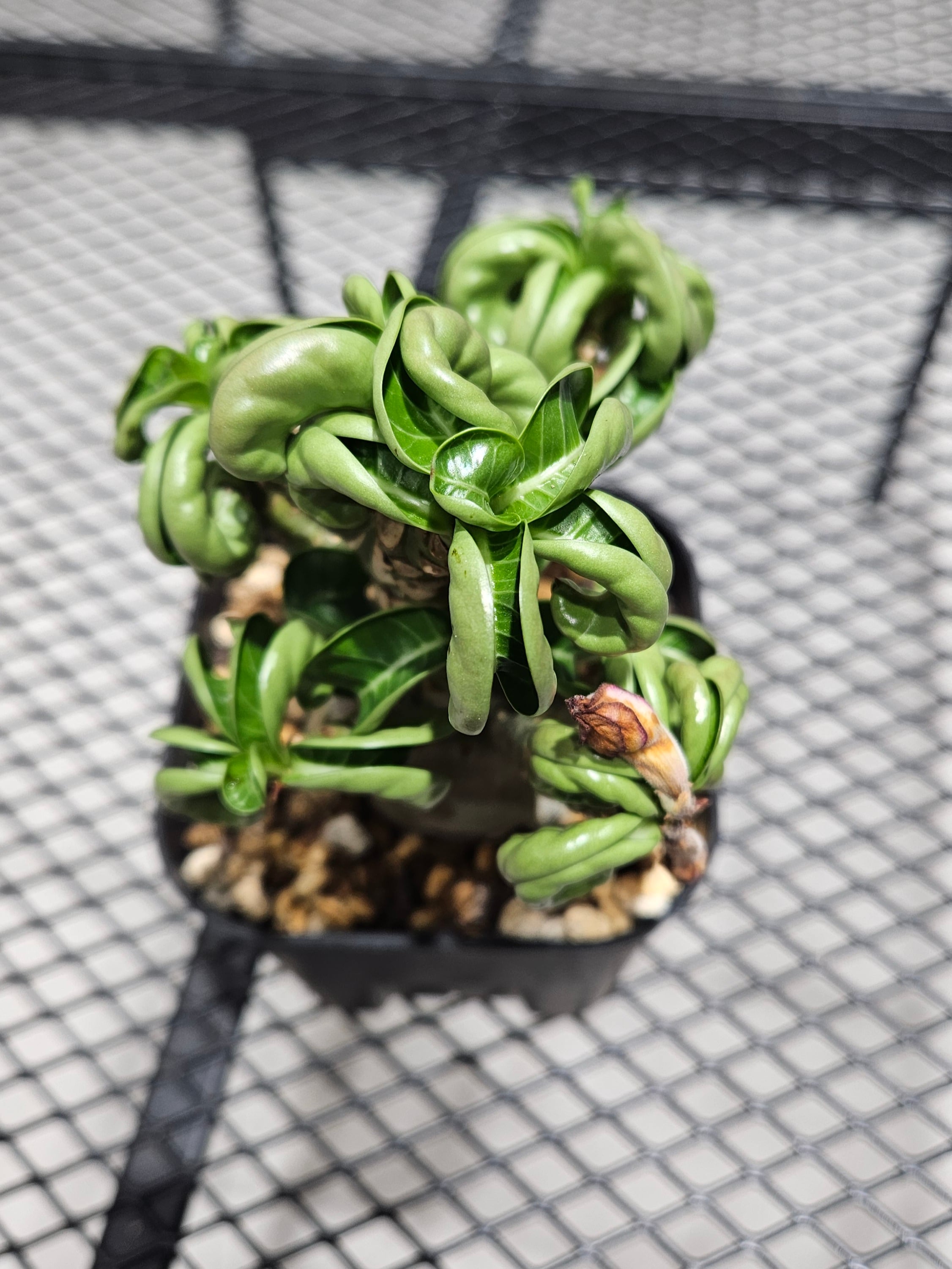 Adenium D.H.A （獅子葉） 【artPLANTs】アデニウム/塊根植物