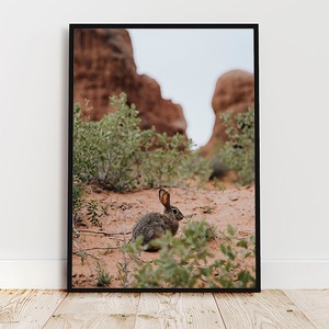アーチーズ国立公園のウサギ / ポスター 写真 クリエイティブ 動物 自然 ユタ州 アメリカ うさぎ
