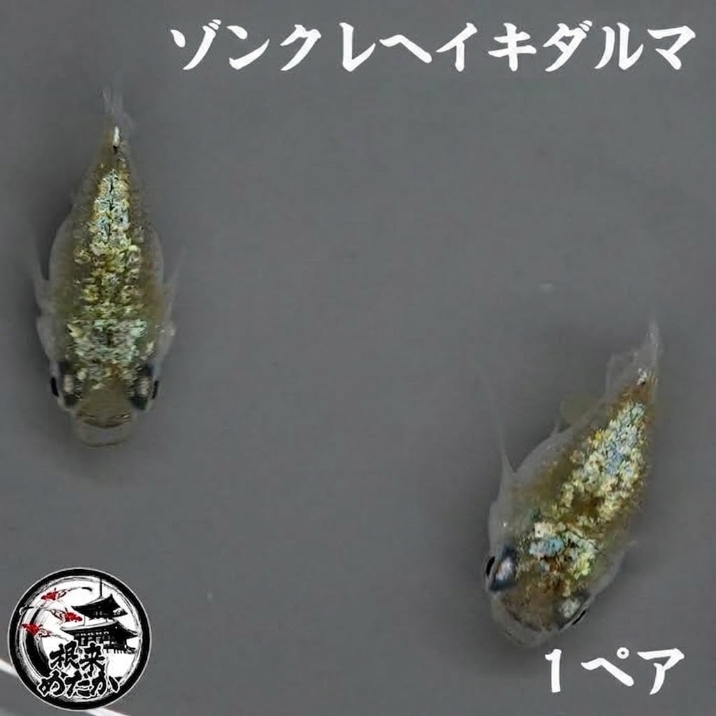 〖1ペア〗ゾンクレヘイキダルマ メダカ 成魚｜ダルマ体型 改良メダカ 人気品種