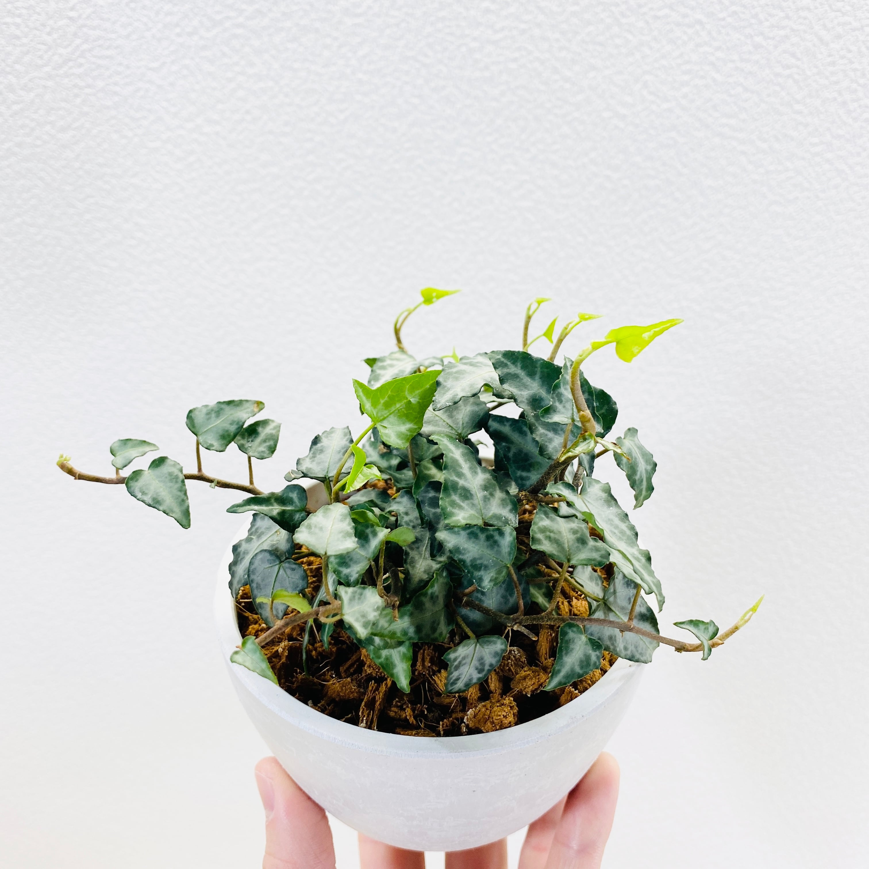 ストレリチア ユンケア ノンリーフ 根上がり仕立て 4号ロングポット