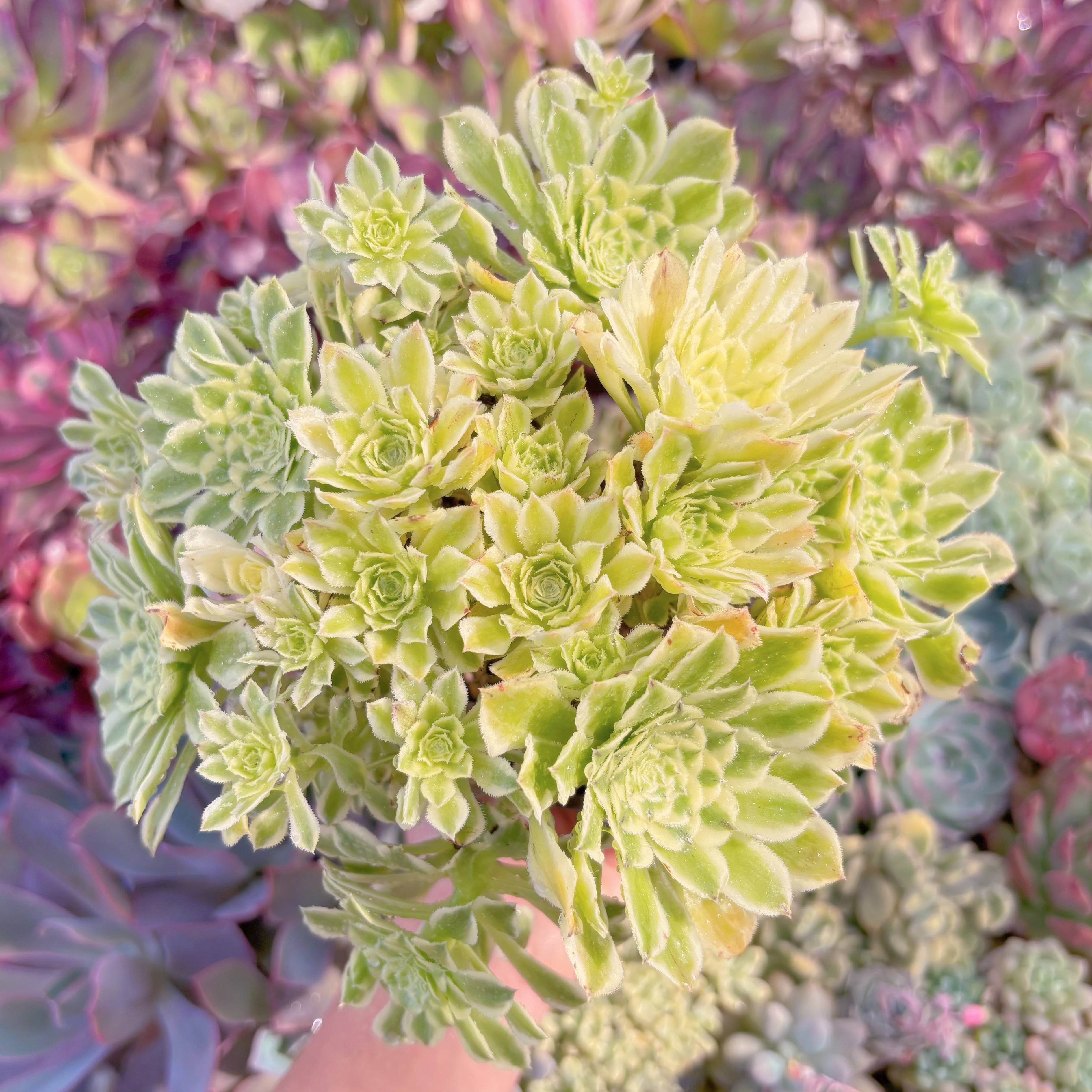 現品　富士錦#549　特大群生　るる農園