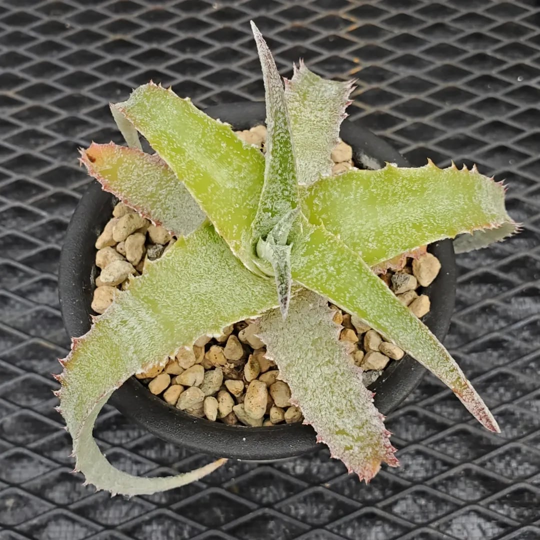 Hechtia（ヘクチア） | レアプランツ通販サイトPlants Maniax
