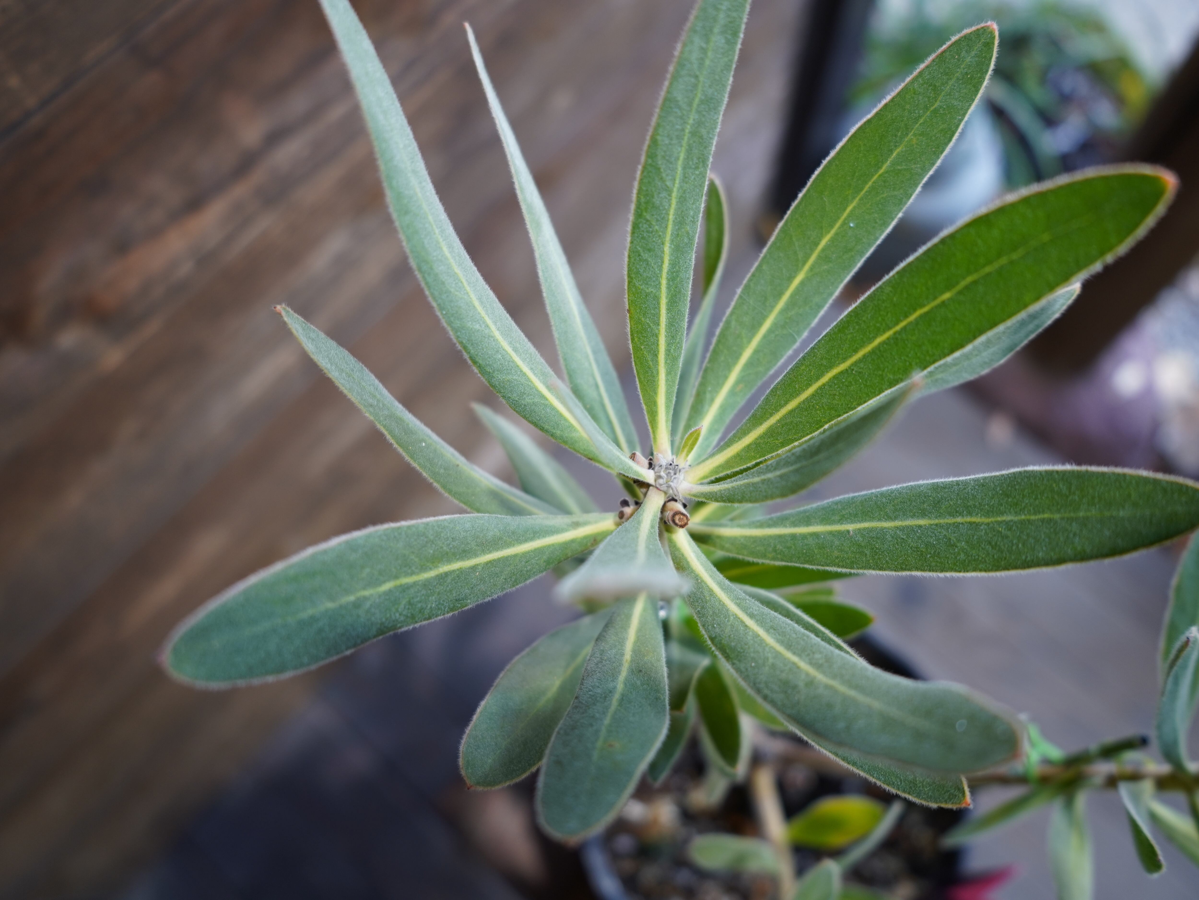 【現物】プロテア  "オーストラリスアイス"