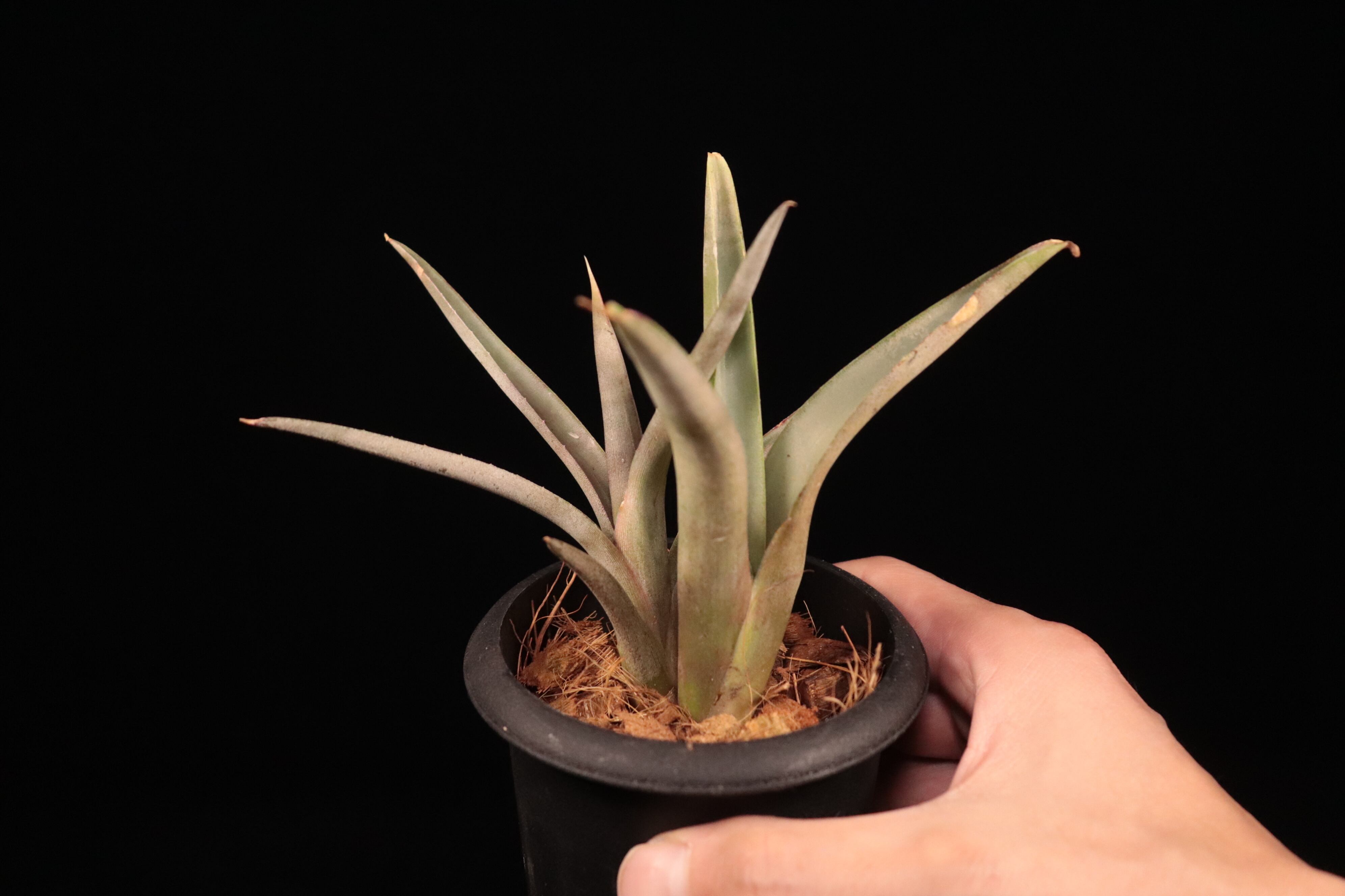 送料無料】Neoregelia bahiana (diamantinensis)〔ネオレゲリア〕現品